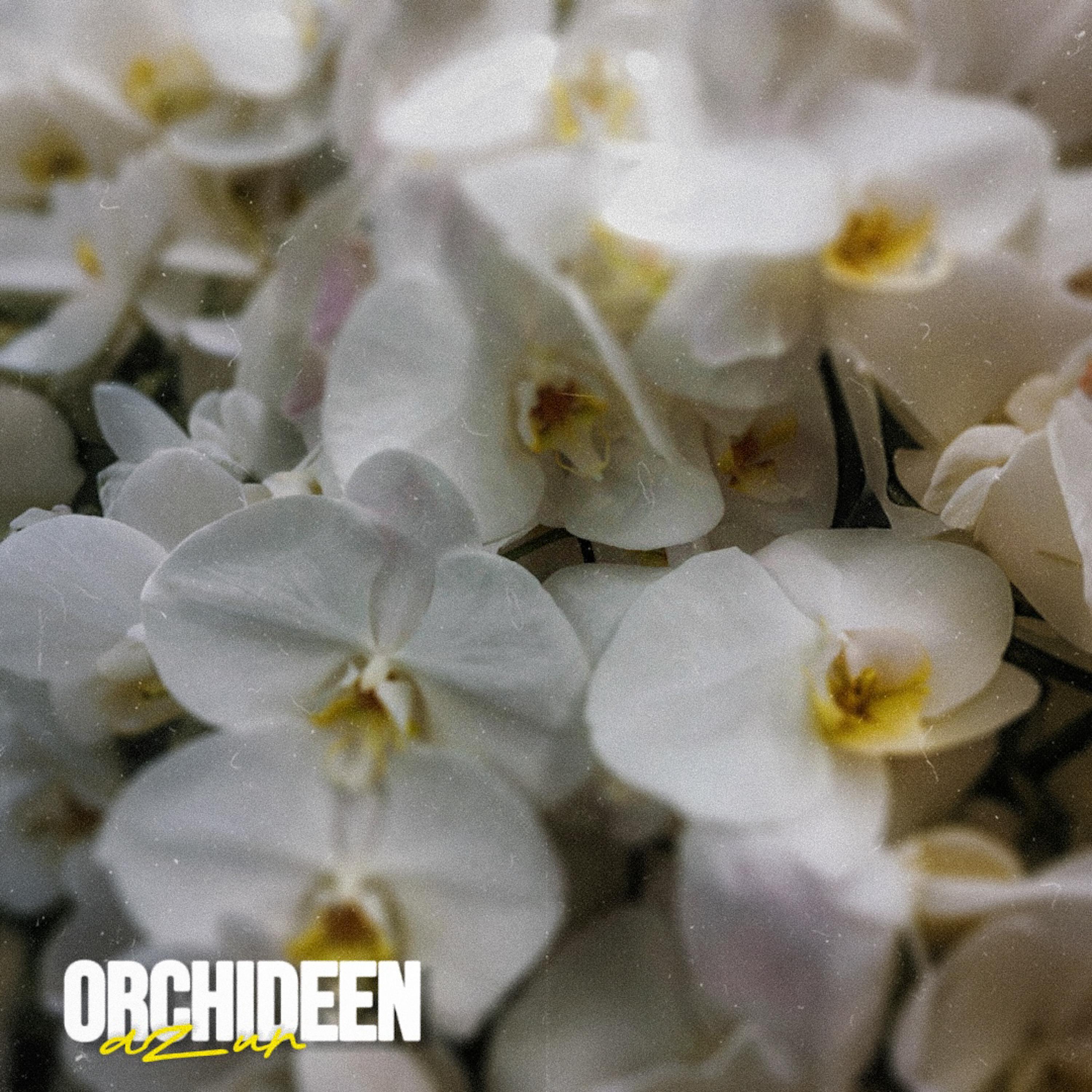 Релиз Orchideen