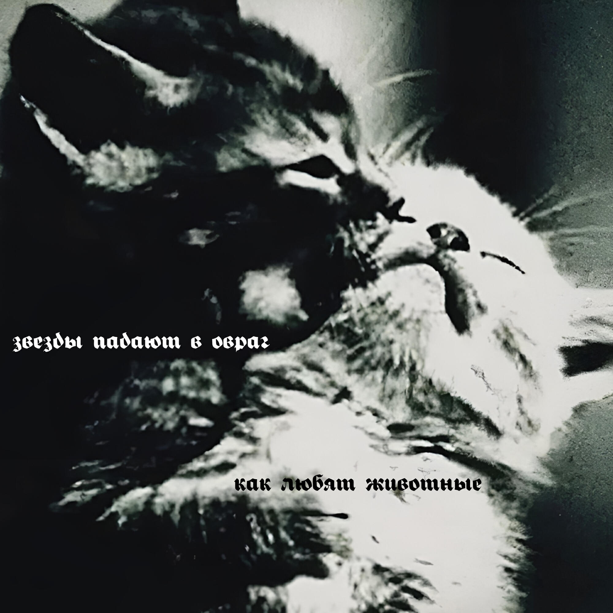 Релиз Как любят животные