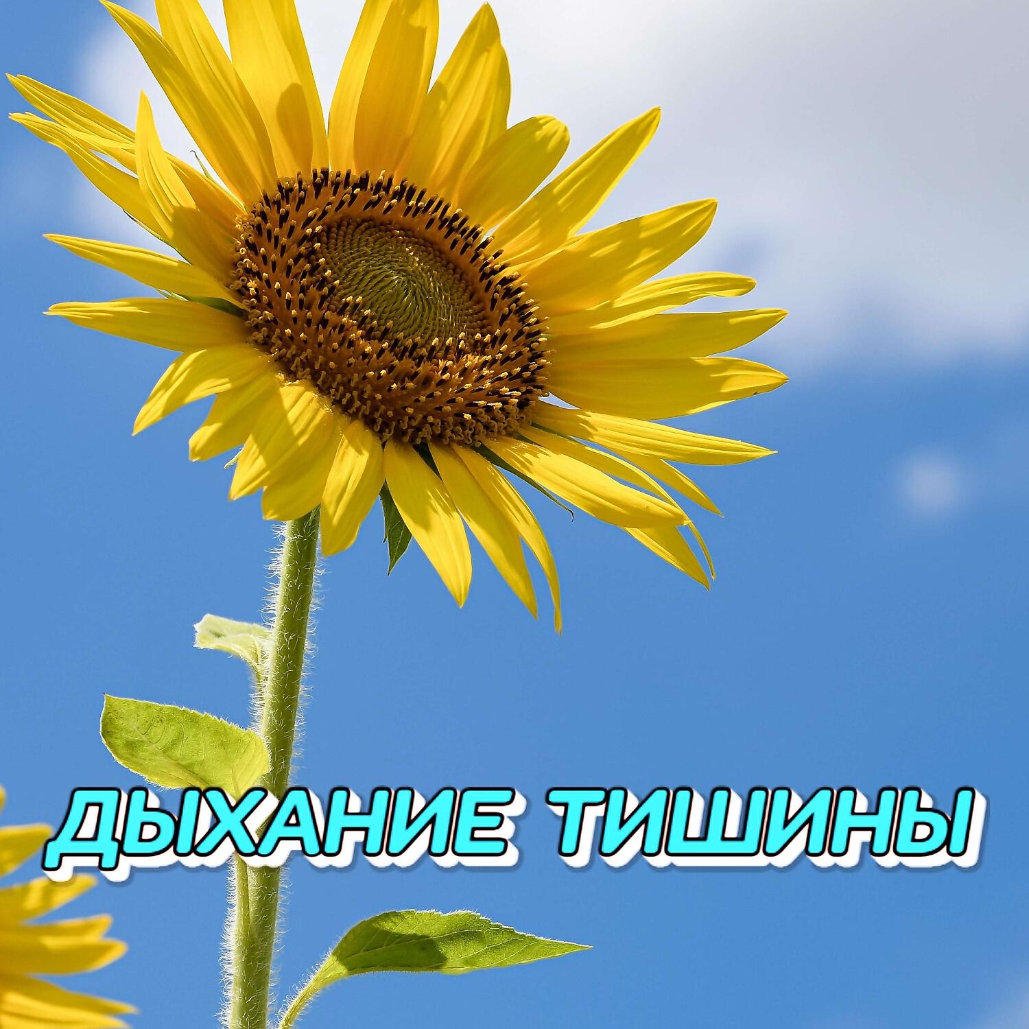 Релиз ДЫХАНИЕ ТИШИНЫ