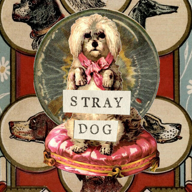 Релиз Stray Dog (Session 388)