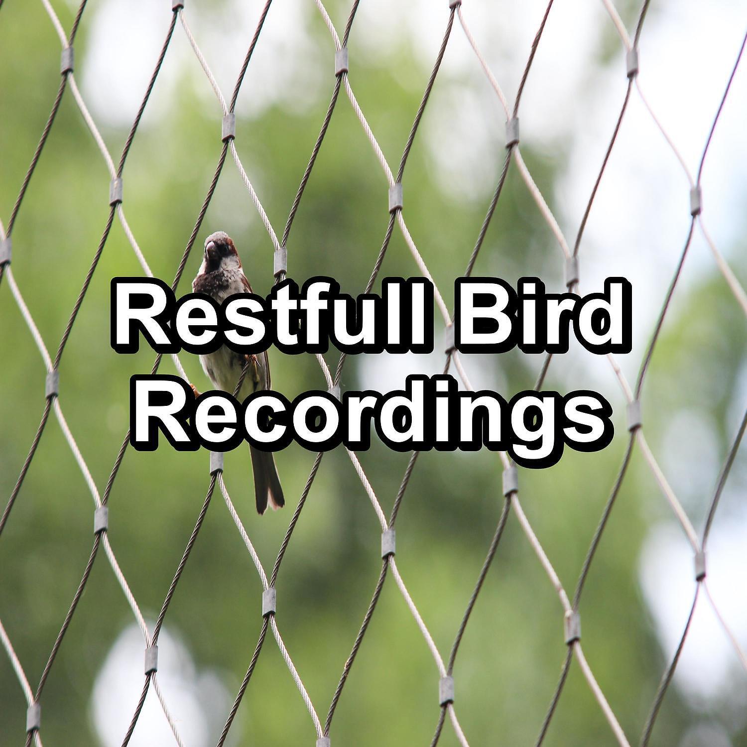 Релиз Restfull Bird Recordings