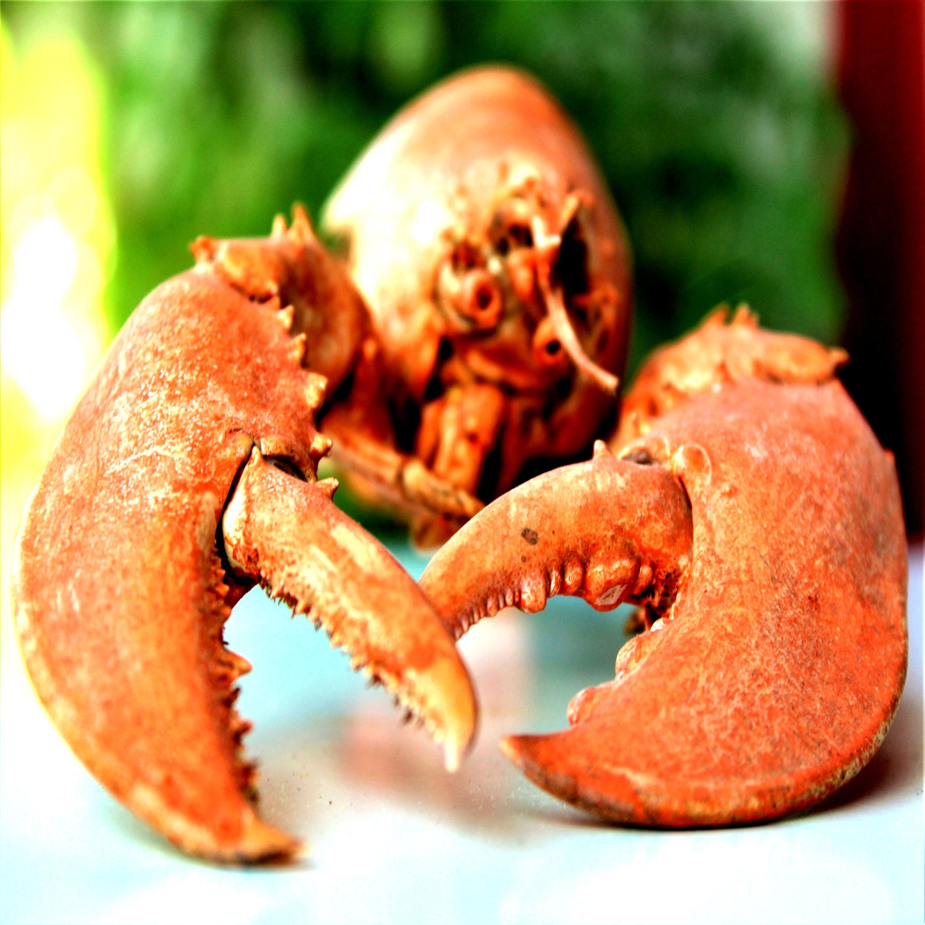 Релиз Lobster Served