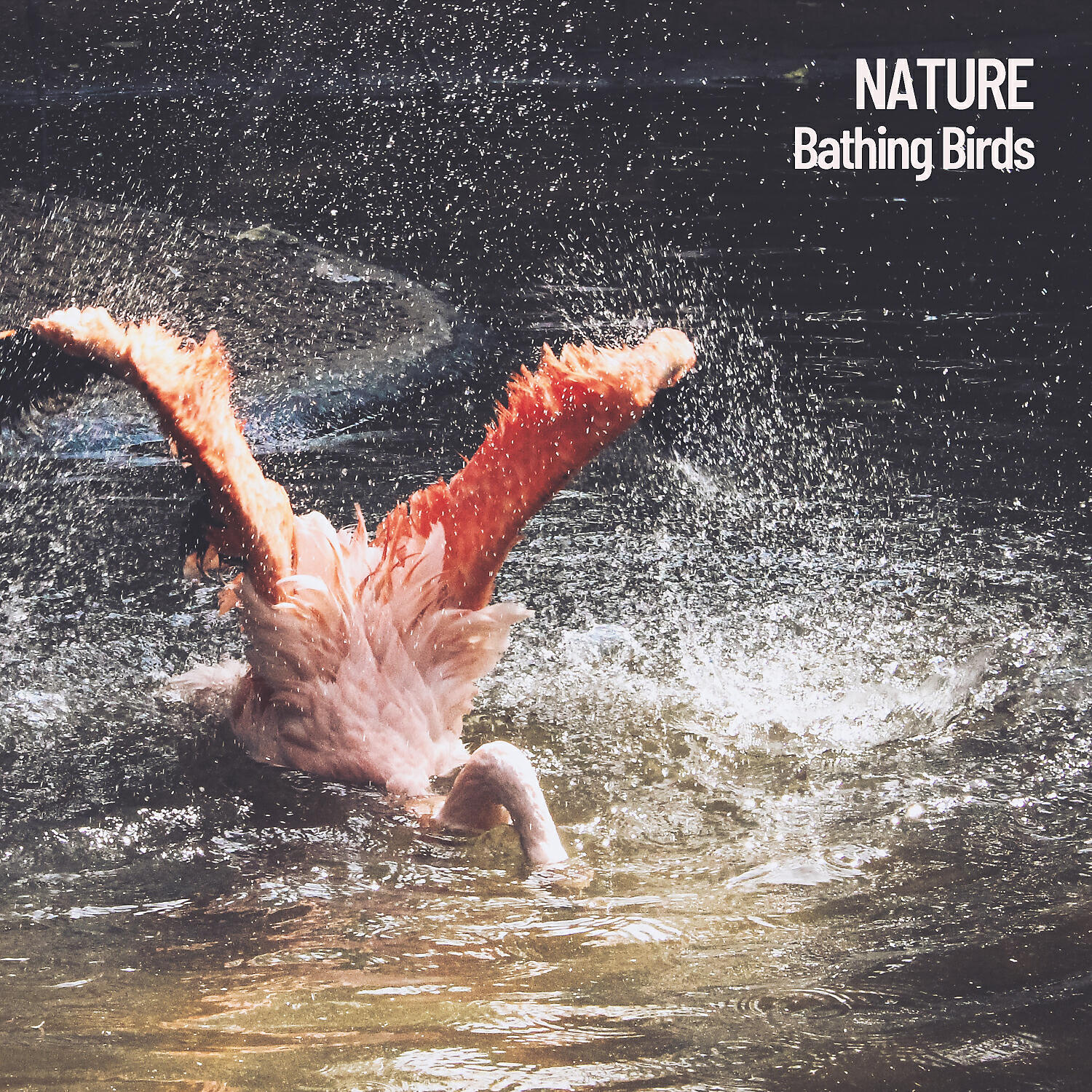 Релиз Nature: Bathing Birds