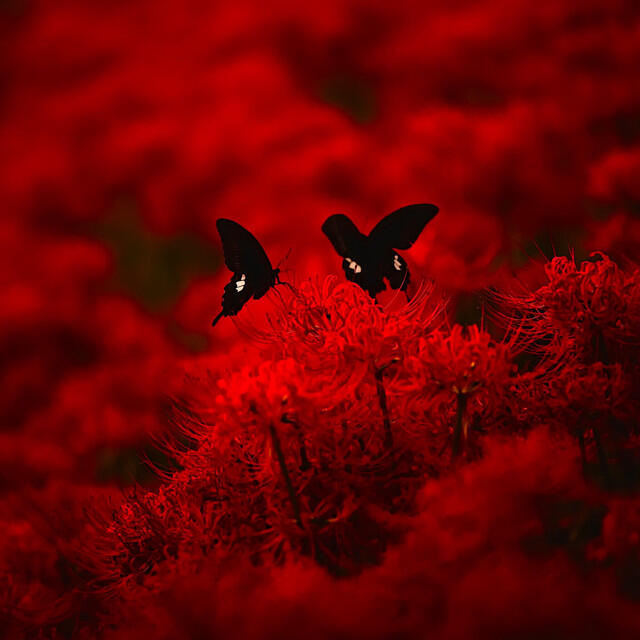 Релиз Red Heaven