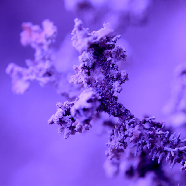 Релиз Venice (OKRAA Rework)