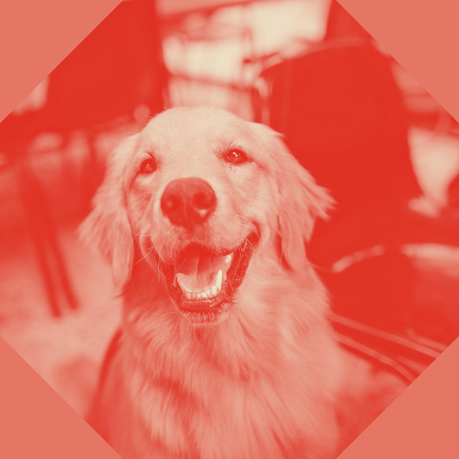 Релиз Music for Dog Walking - Acoustic Guitar