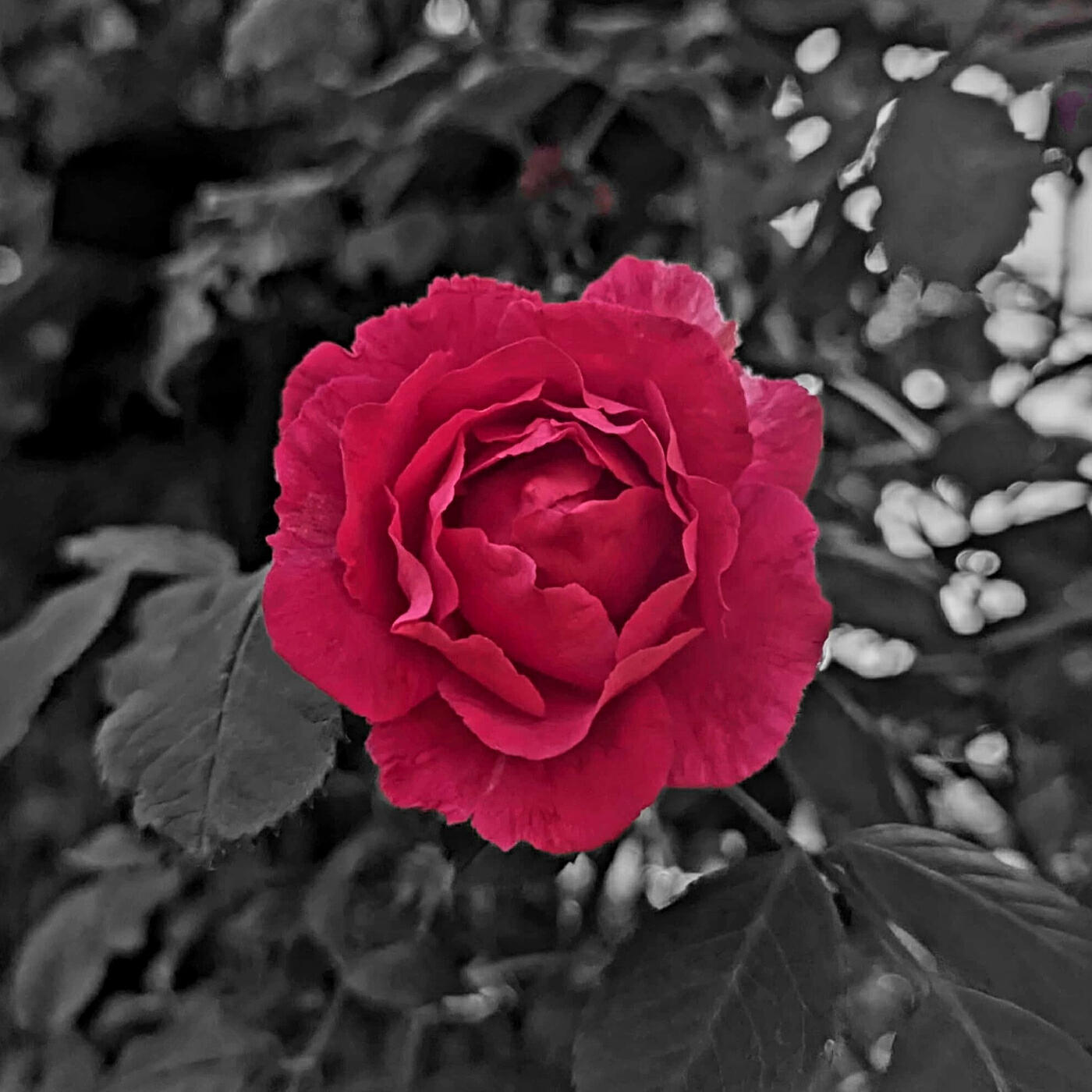 Релиз Et Pétales De Roses