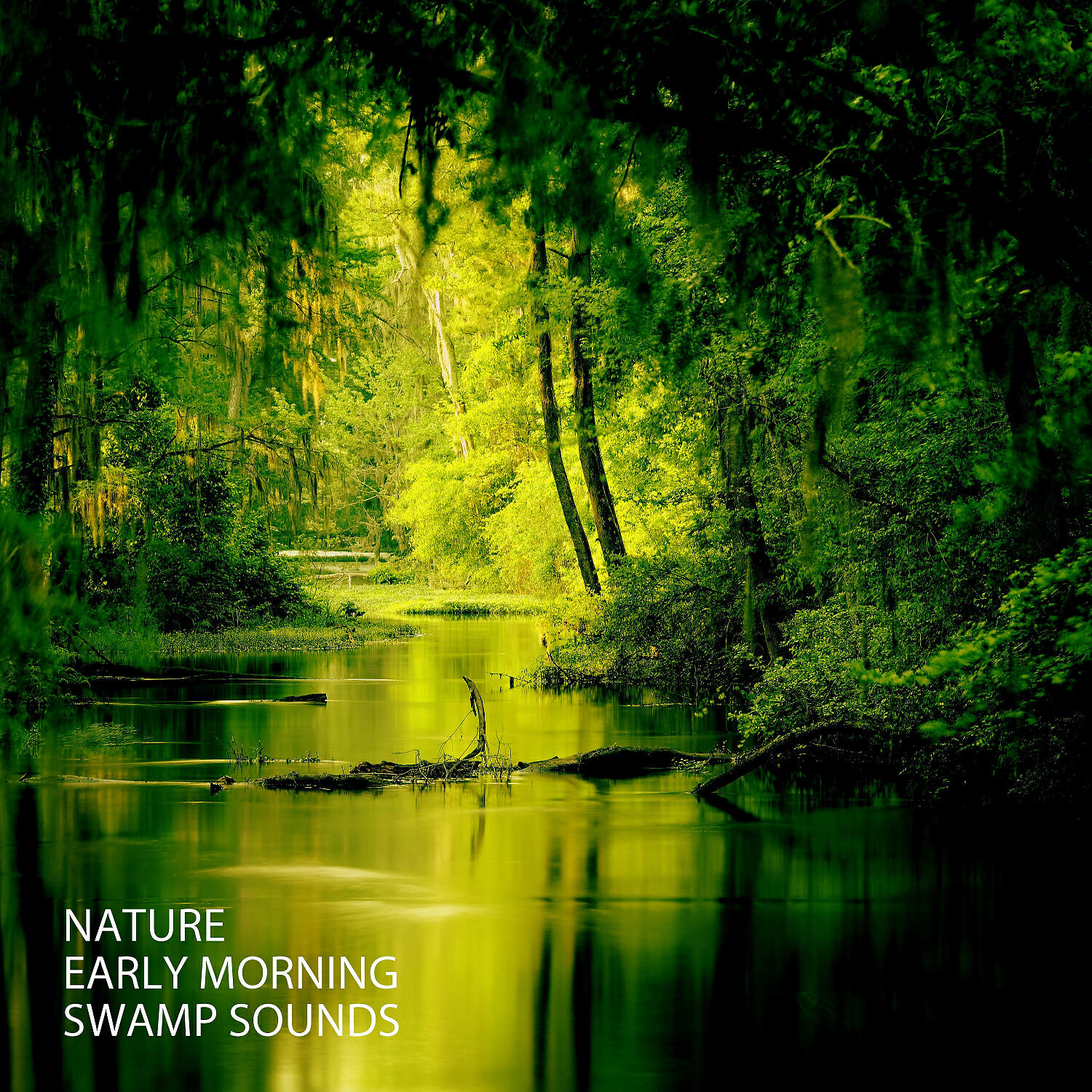 Meditation Music Experience & Massage Music Guru & Deepfocus - Forest Sound Early Dawn