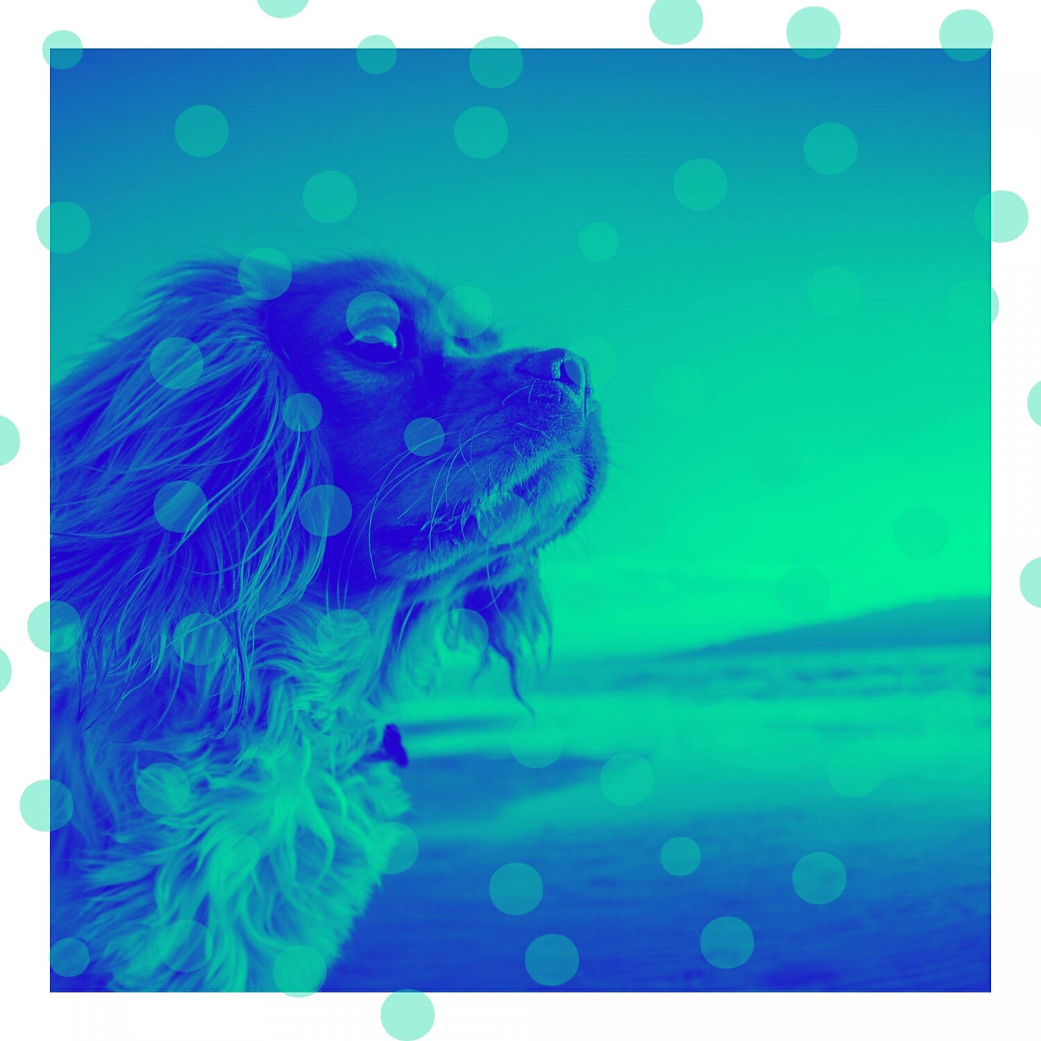 Постер альбома Acoustic Guitar Solo - Music for Doggy Anxiety