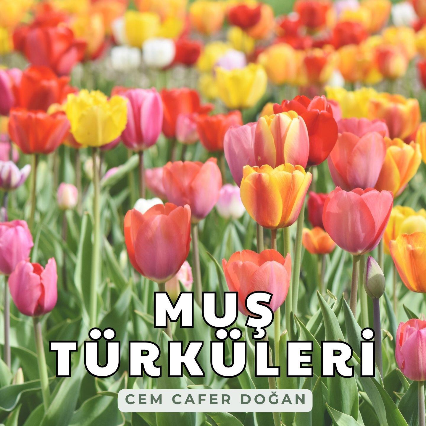 Релиз Muş Türküleri