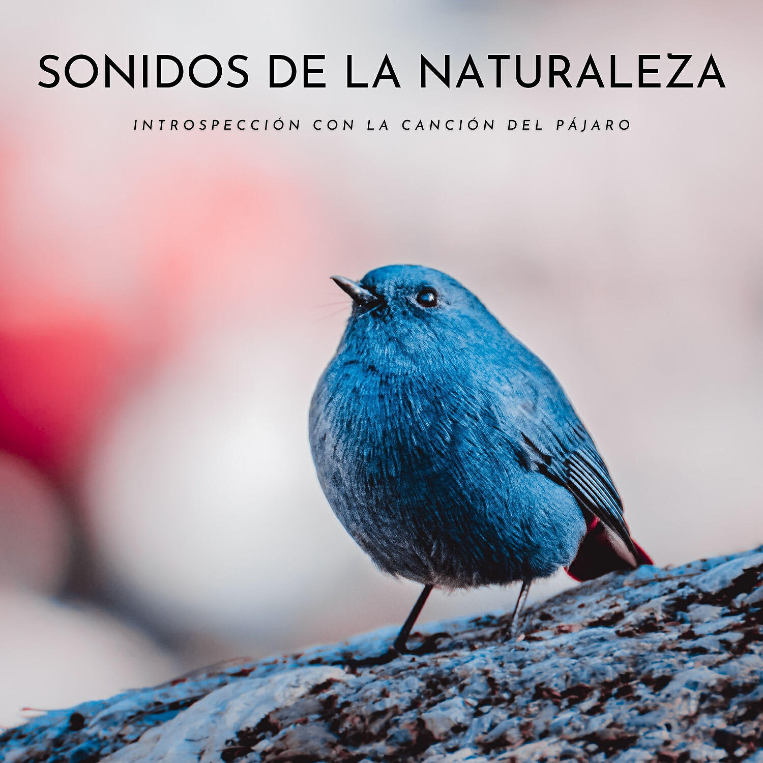 Релиз Sonidos De La Naturaleza: Introspección Con La Canción Del Pájaro