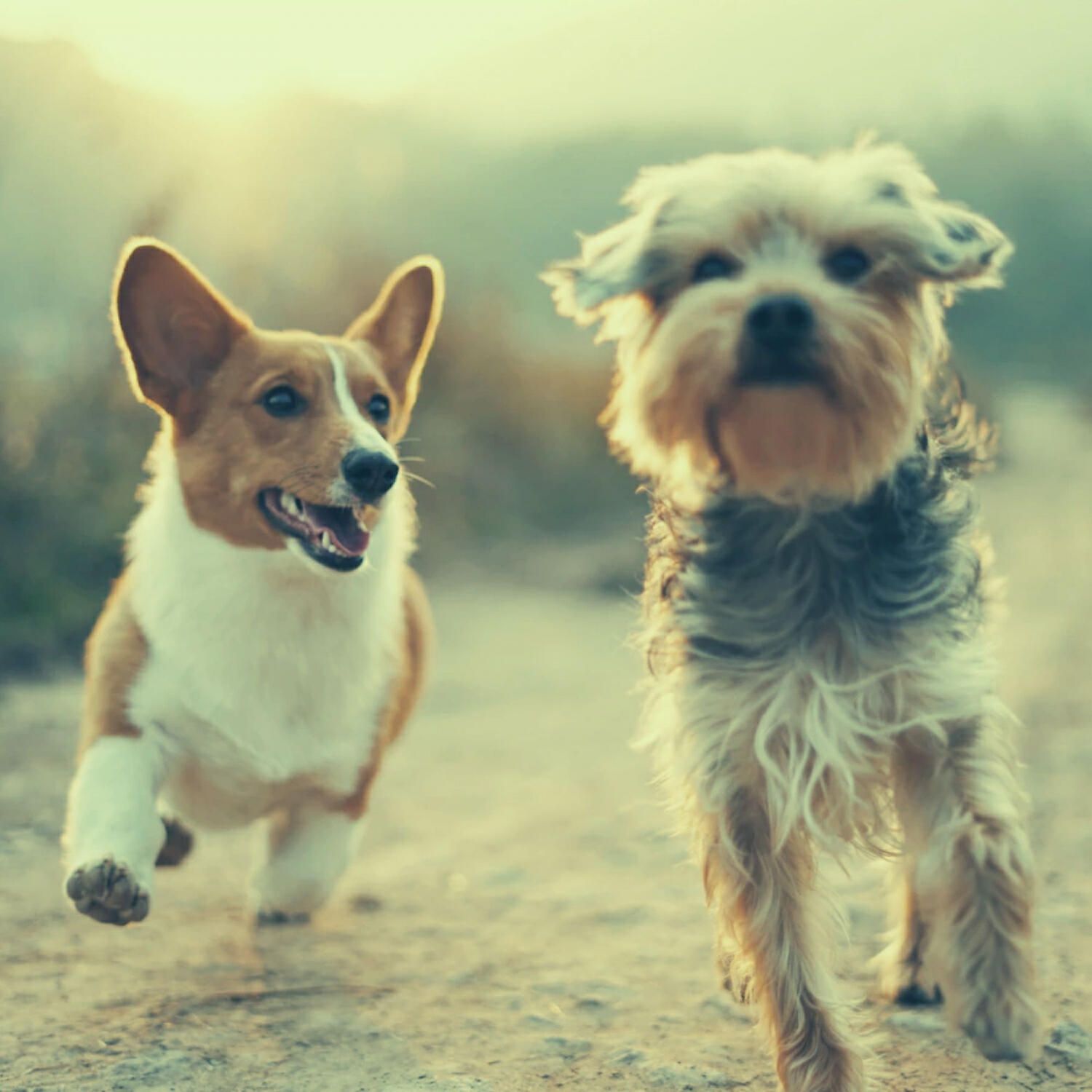 Релиз High-class Music for Sleeping Puppies - Piano