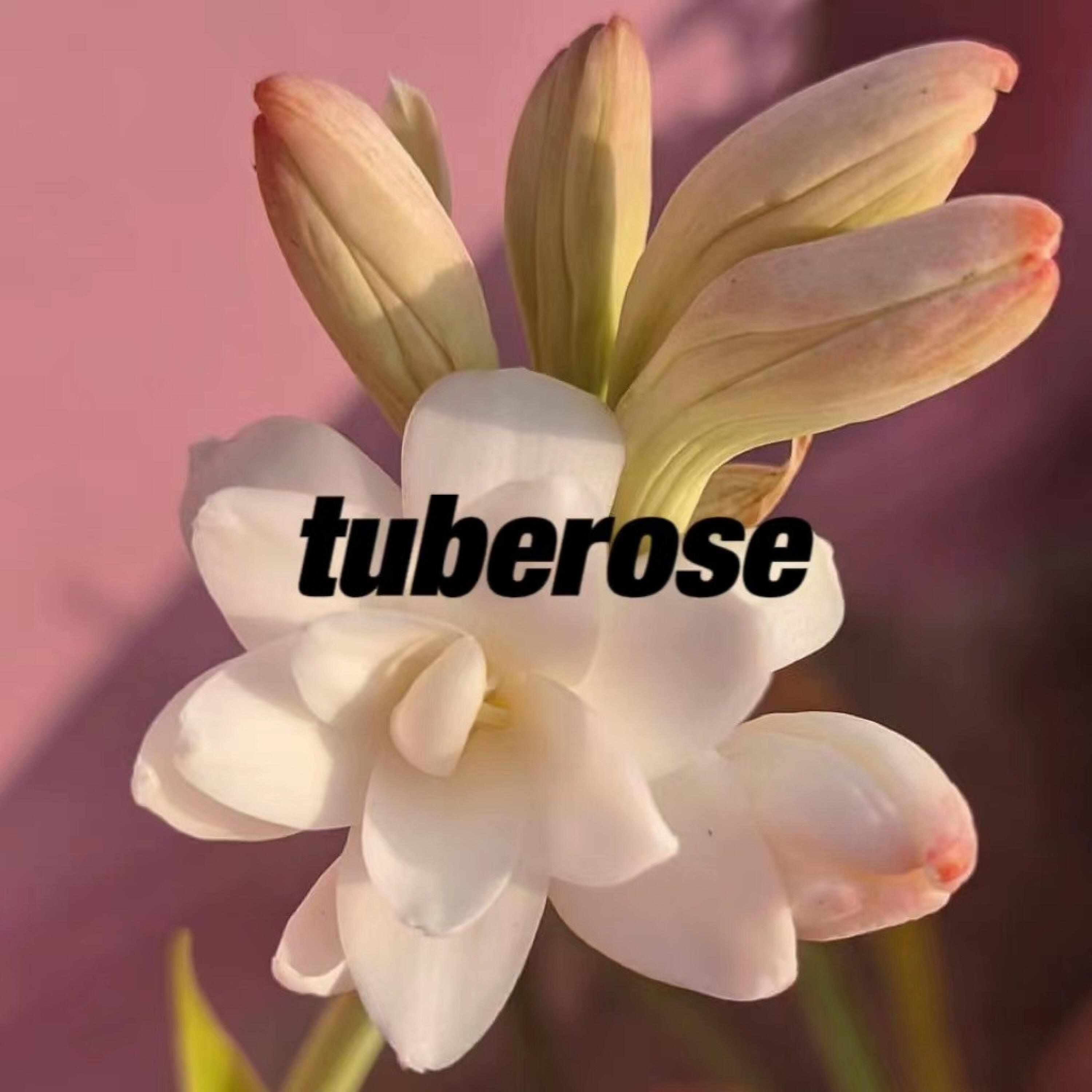 Релиз 晚香玉