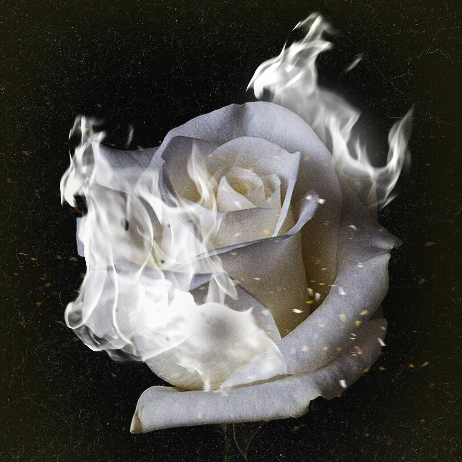 Релиз 9 Rosas Blancas