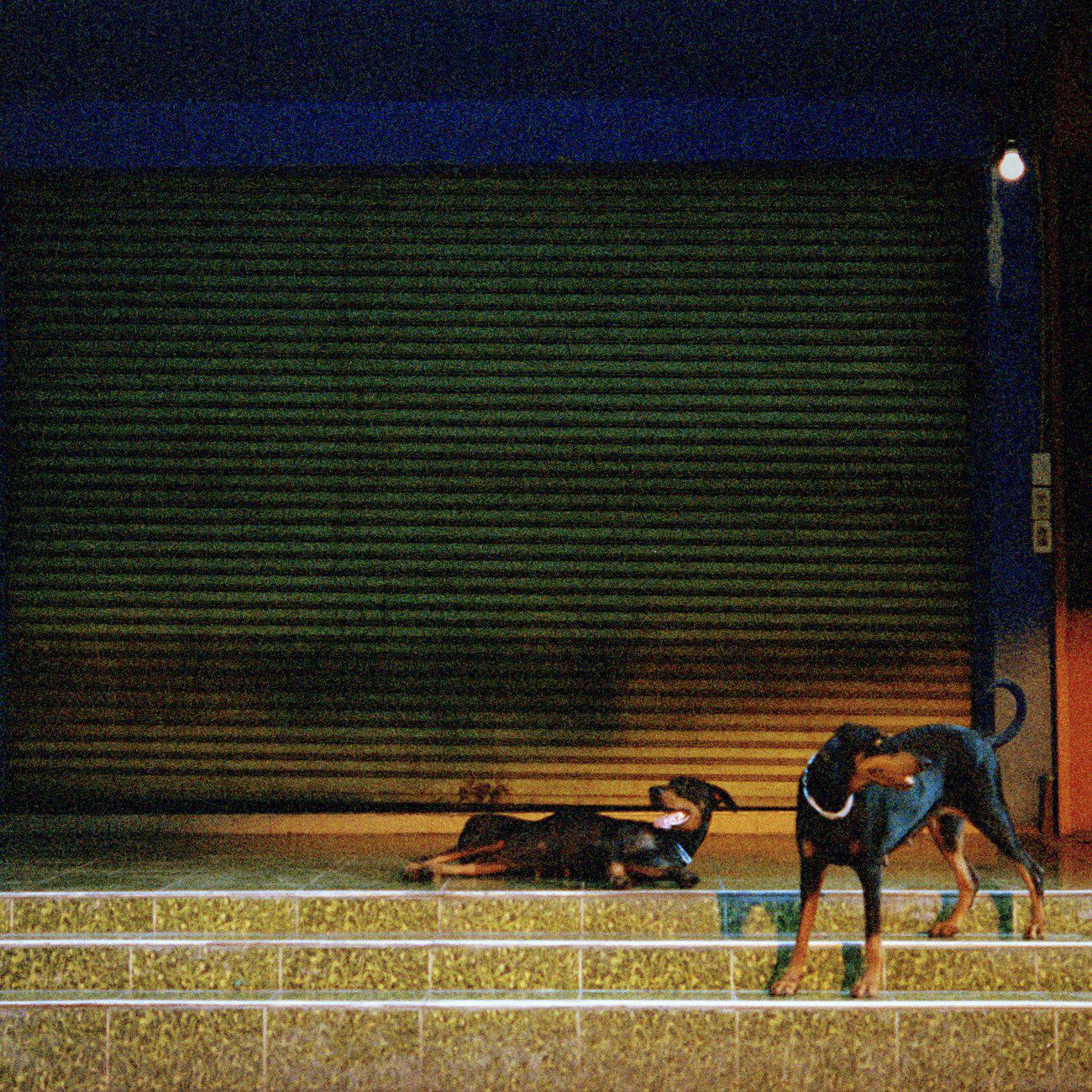 Релиз Knight In Shining Prada