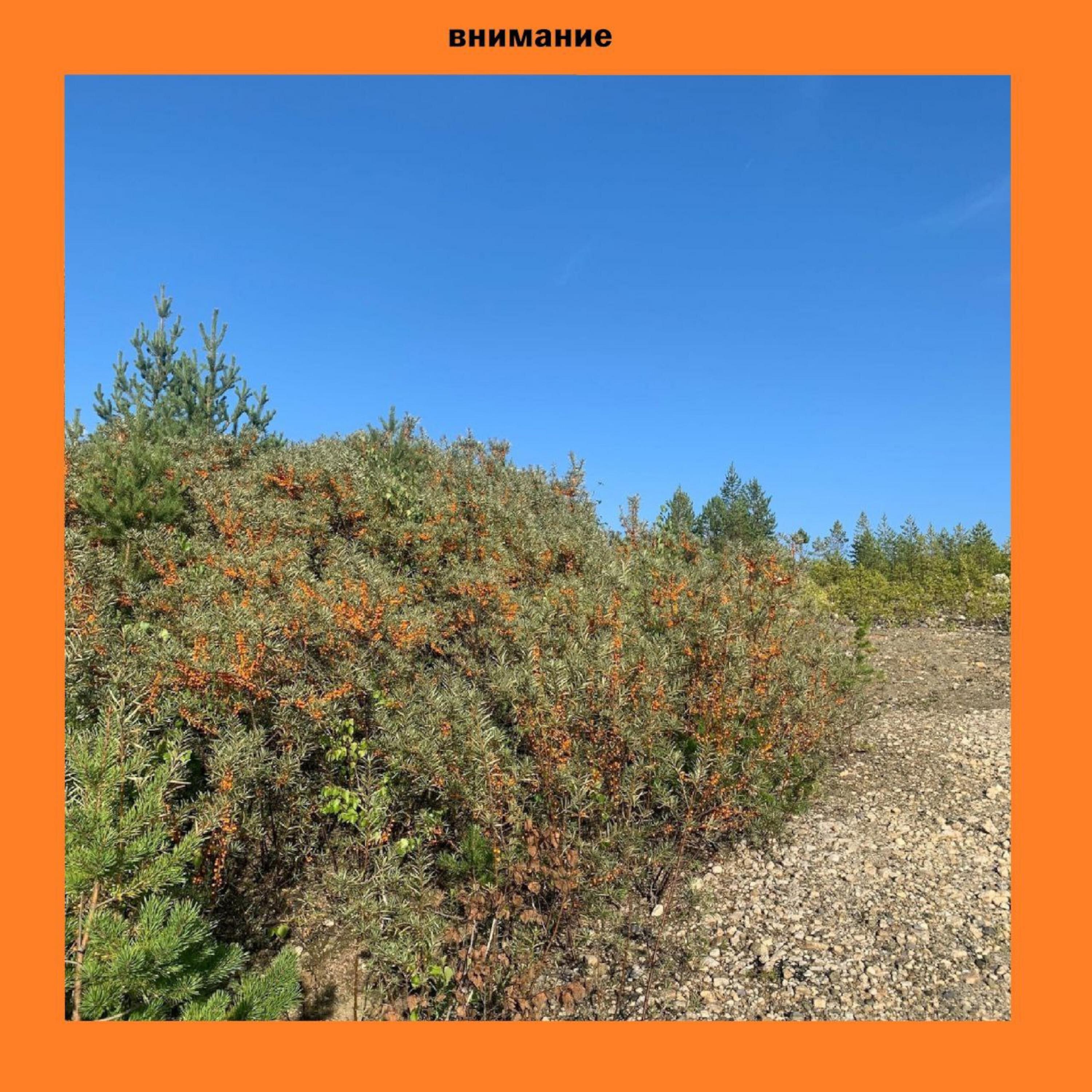 Релиз self-titled