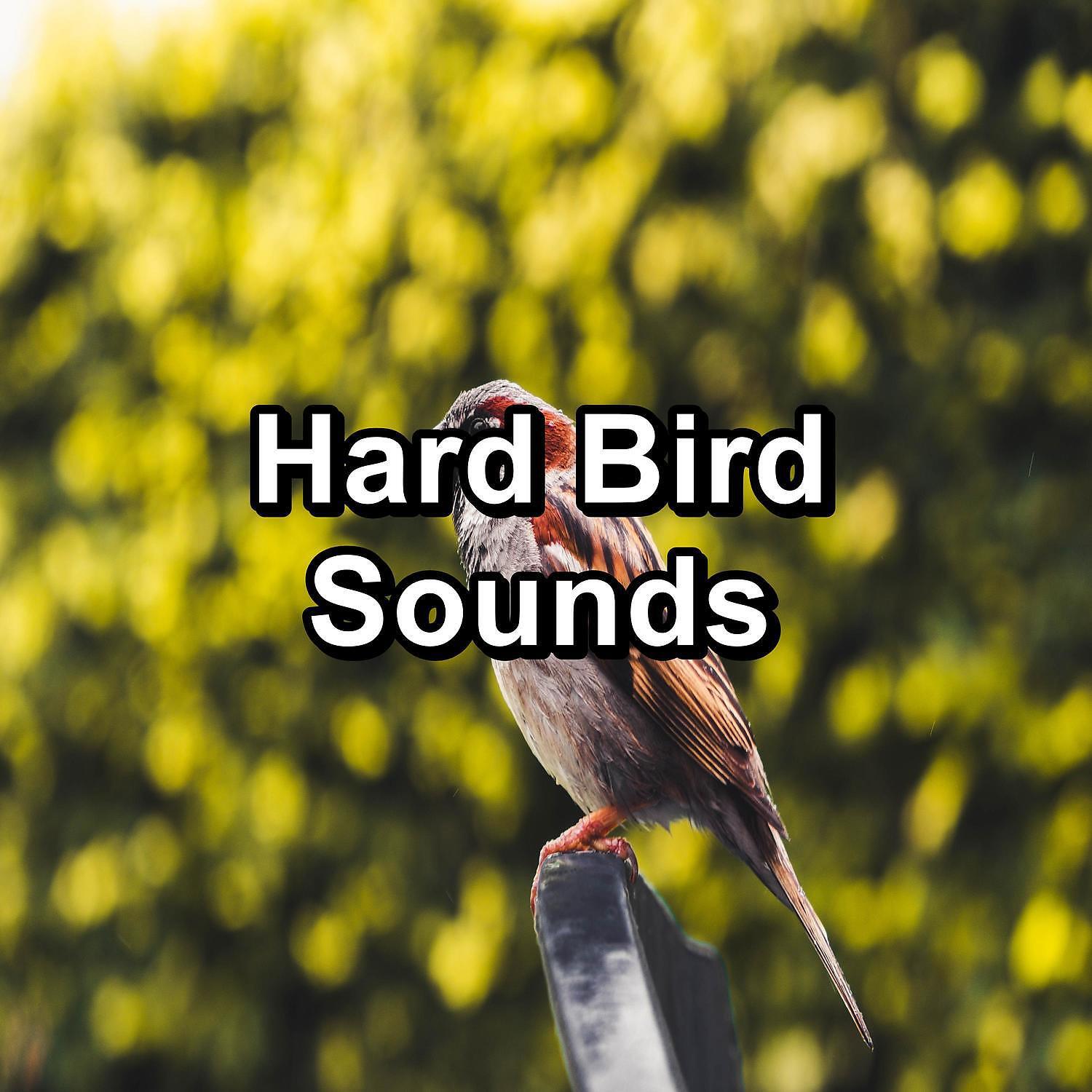 Релиз Hard Bird Sounds