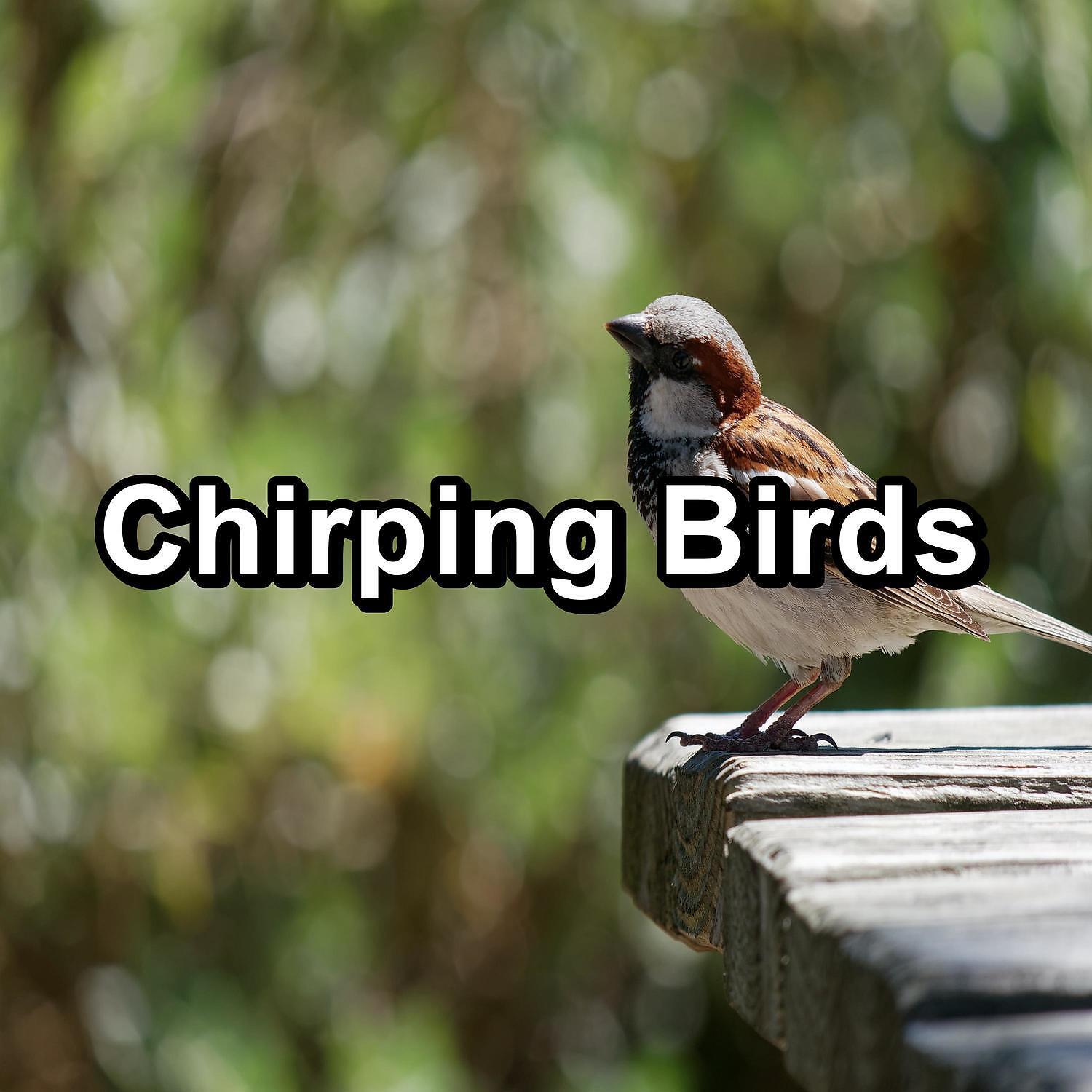 Релиз Chirping Birds