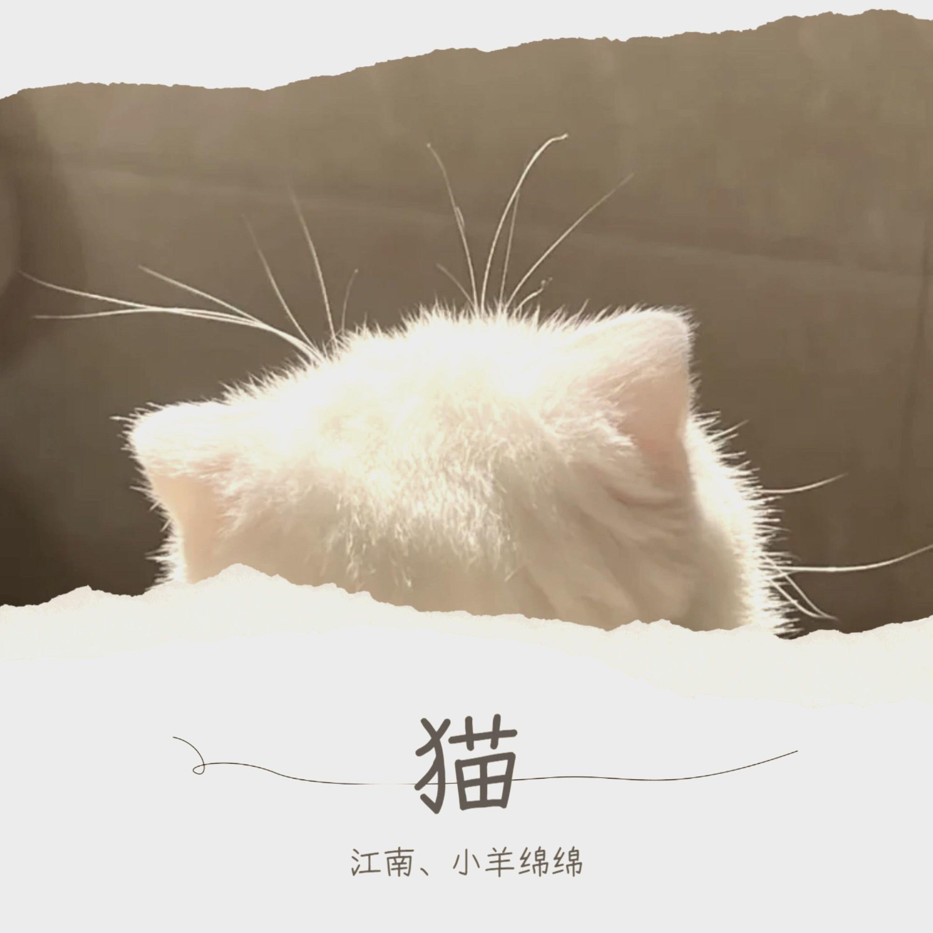 Релиз 猫
