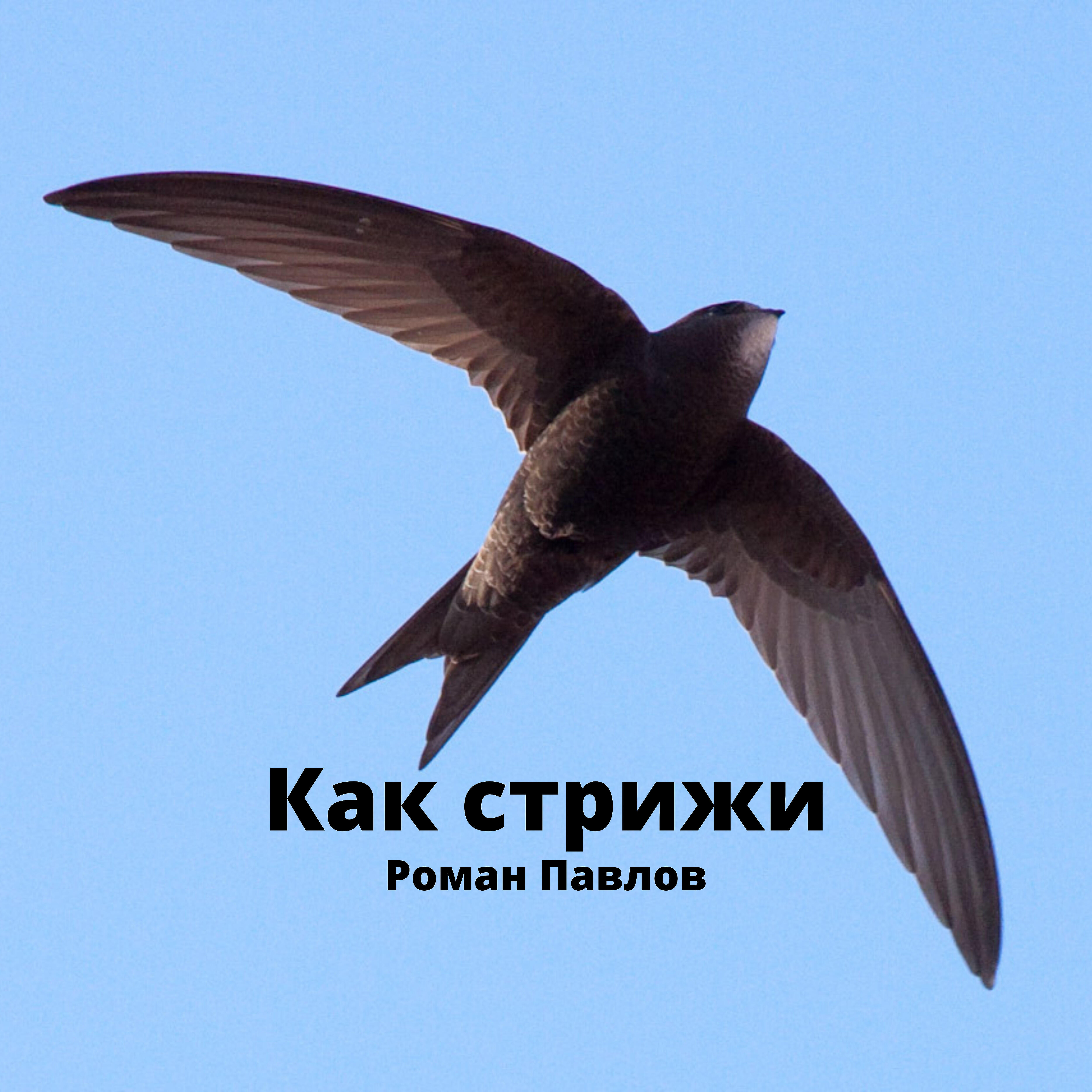 Релиз Как стрижи