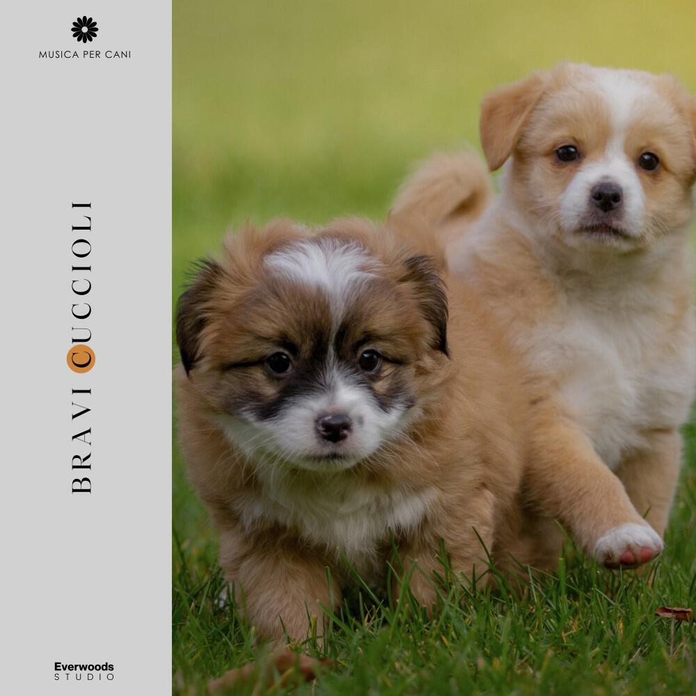 Релиз Bravi Cuccioli