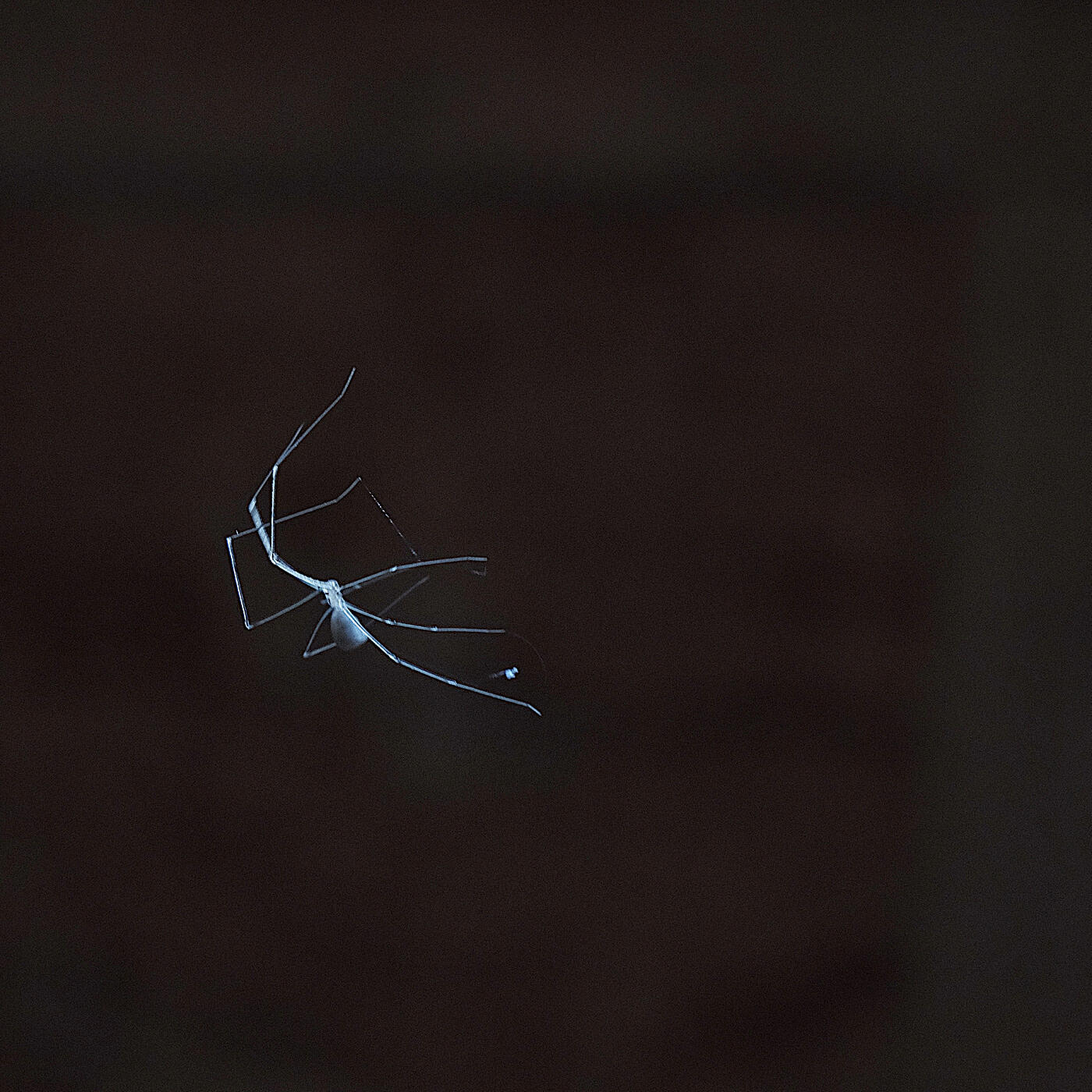 Релиз Rifted