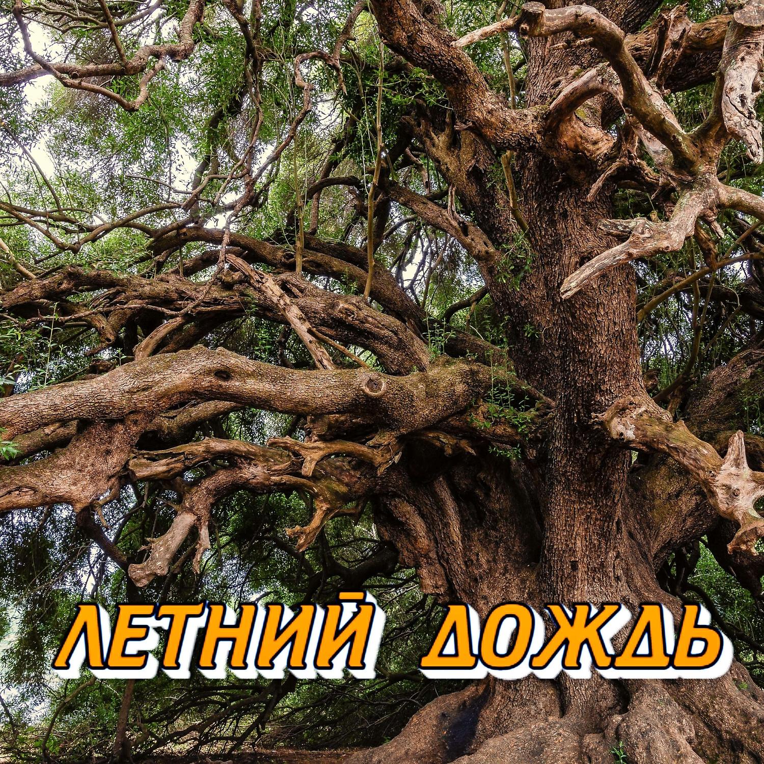 Релиз ЛЕТНИЙ ДОЖДЬ