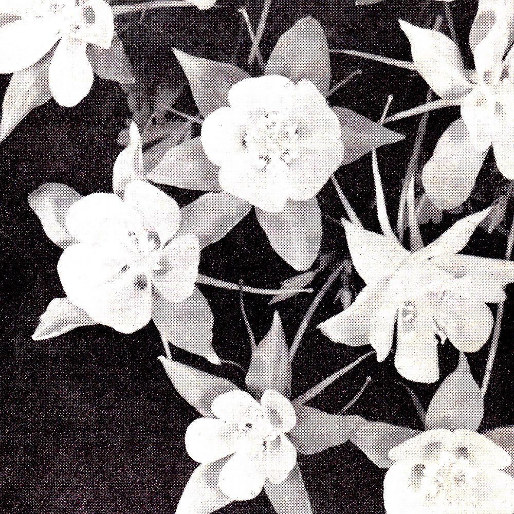 Релиз Lately / Lately Dub
