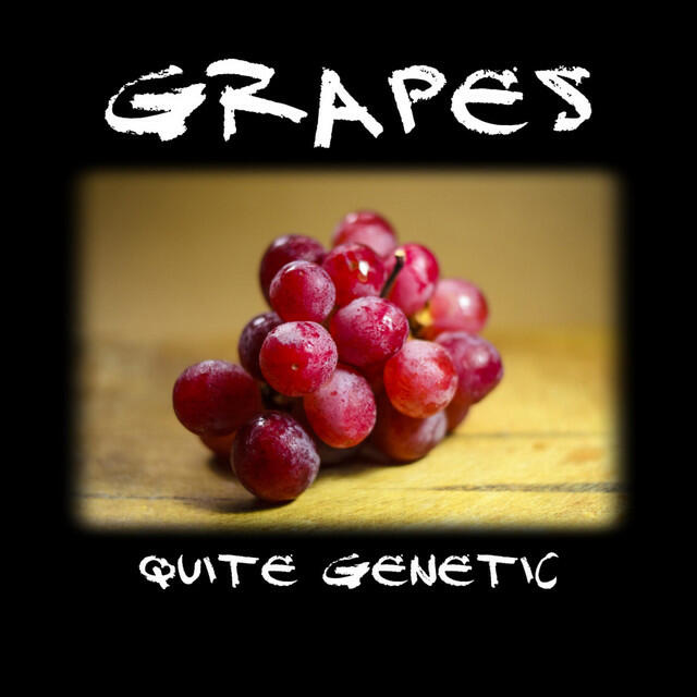 Релиз Grapes V1