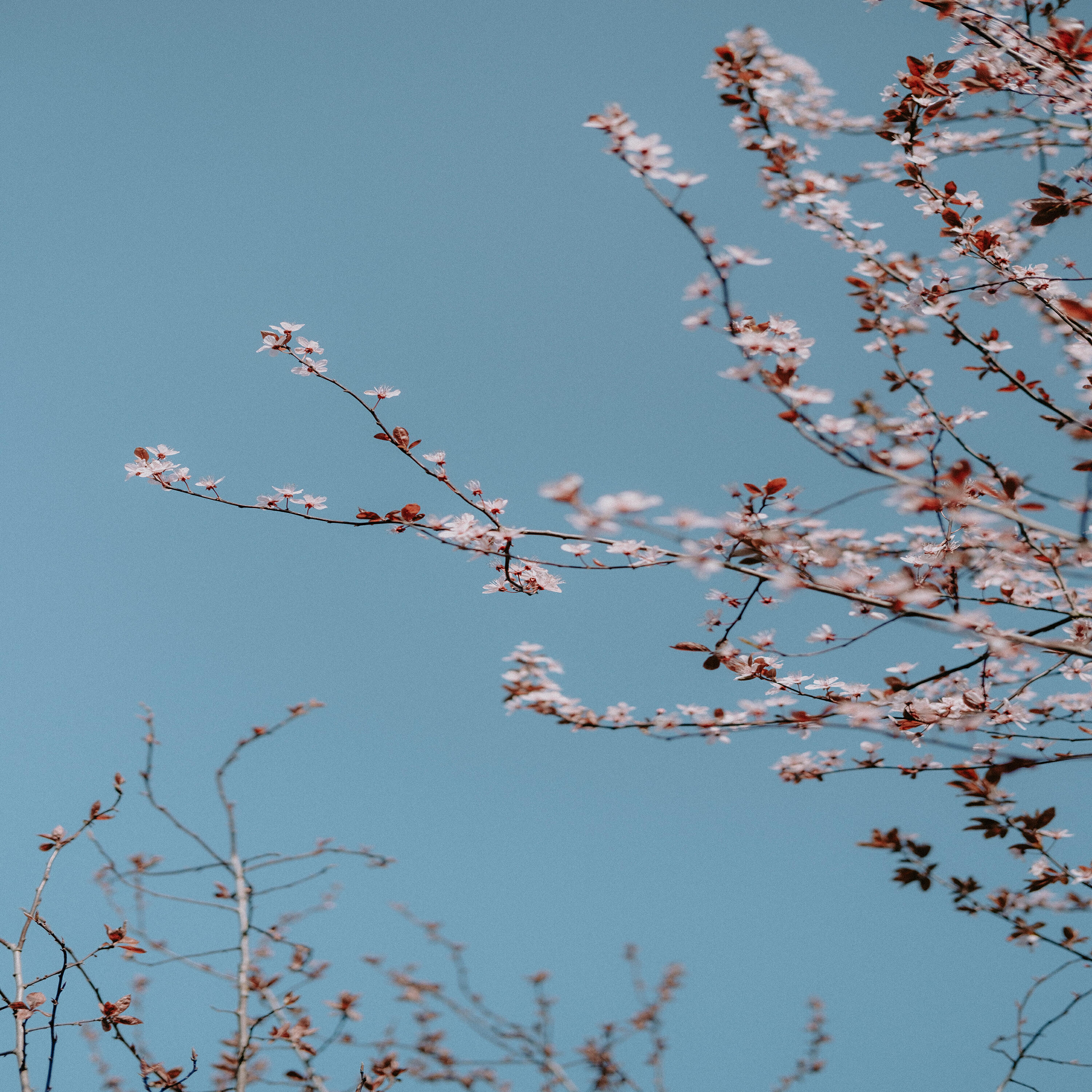 Релиз 九芝堂