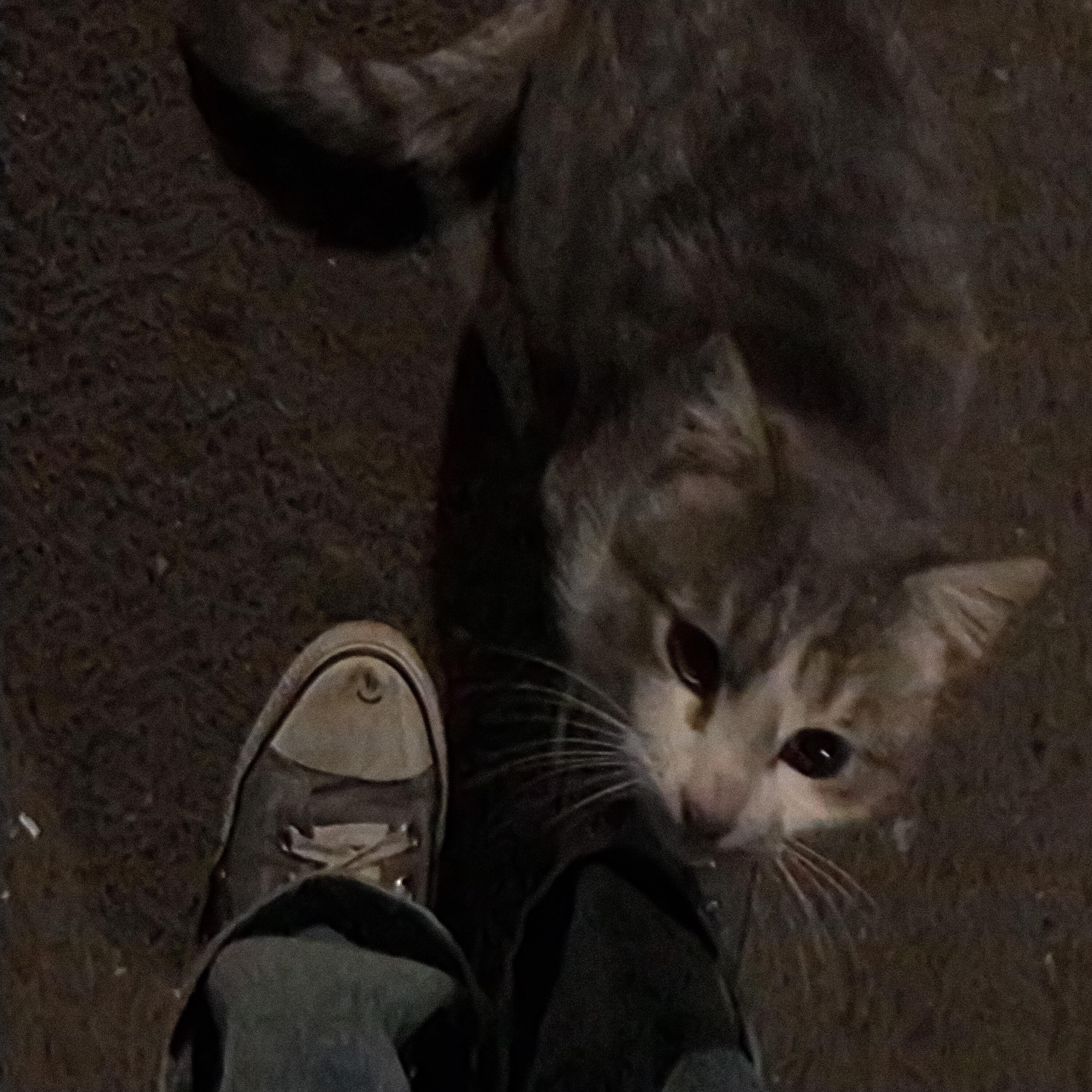 Релиз i meow u