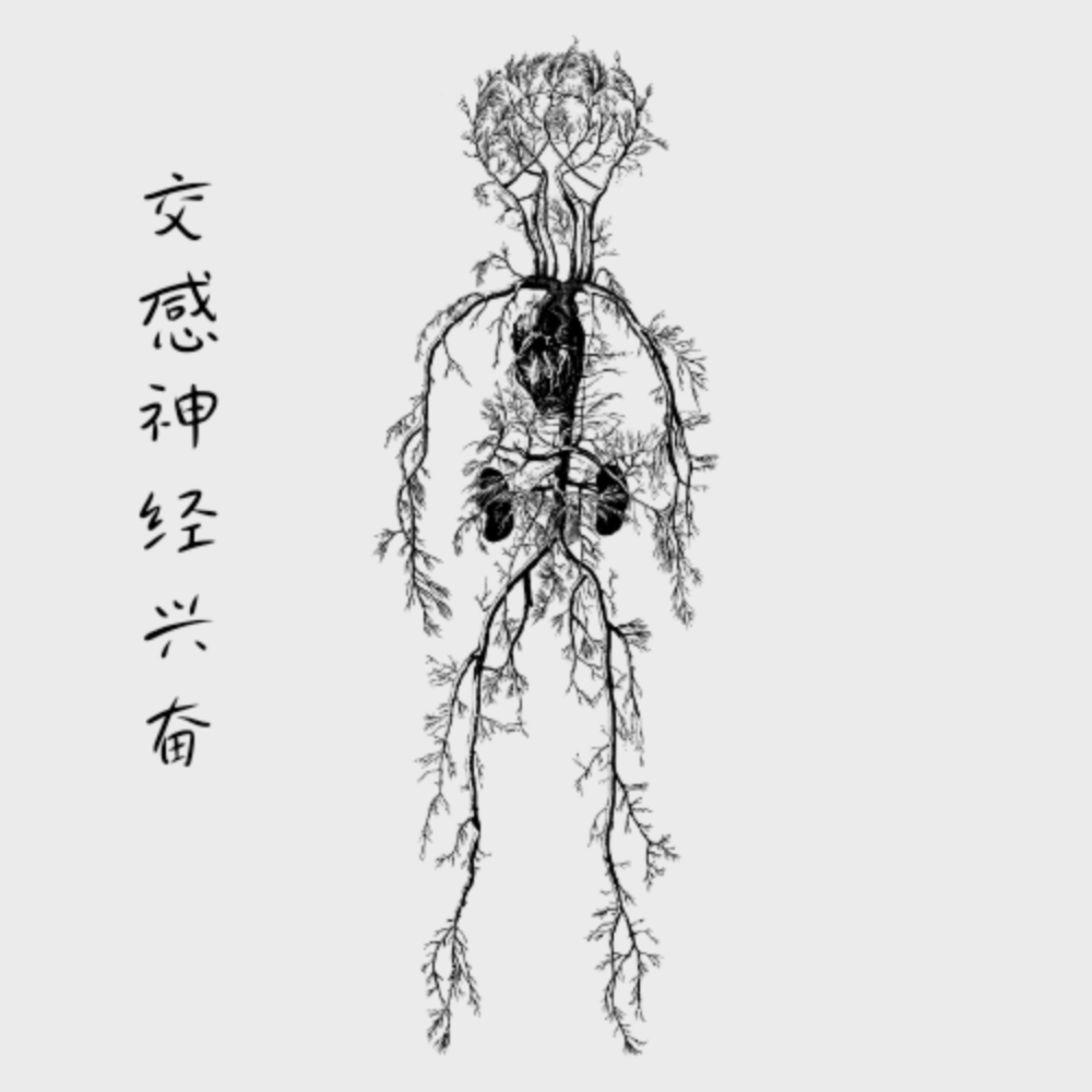 Релиз 交感神经兴奋