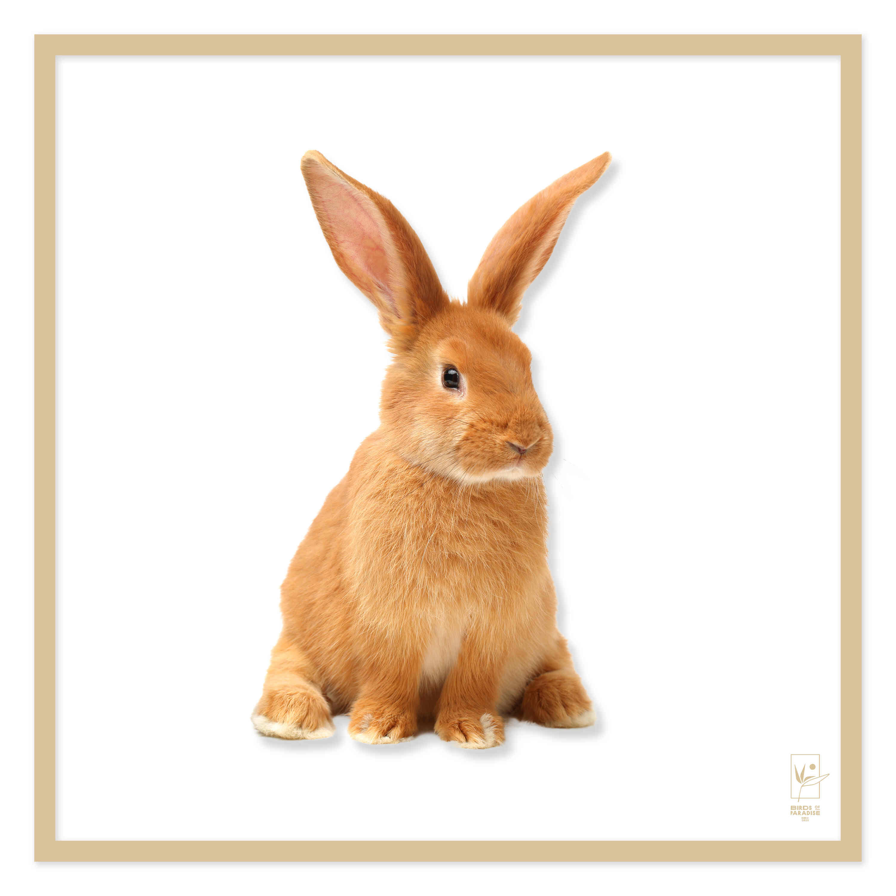 Постер альбома Snugs Bunny