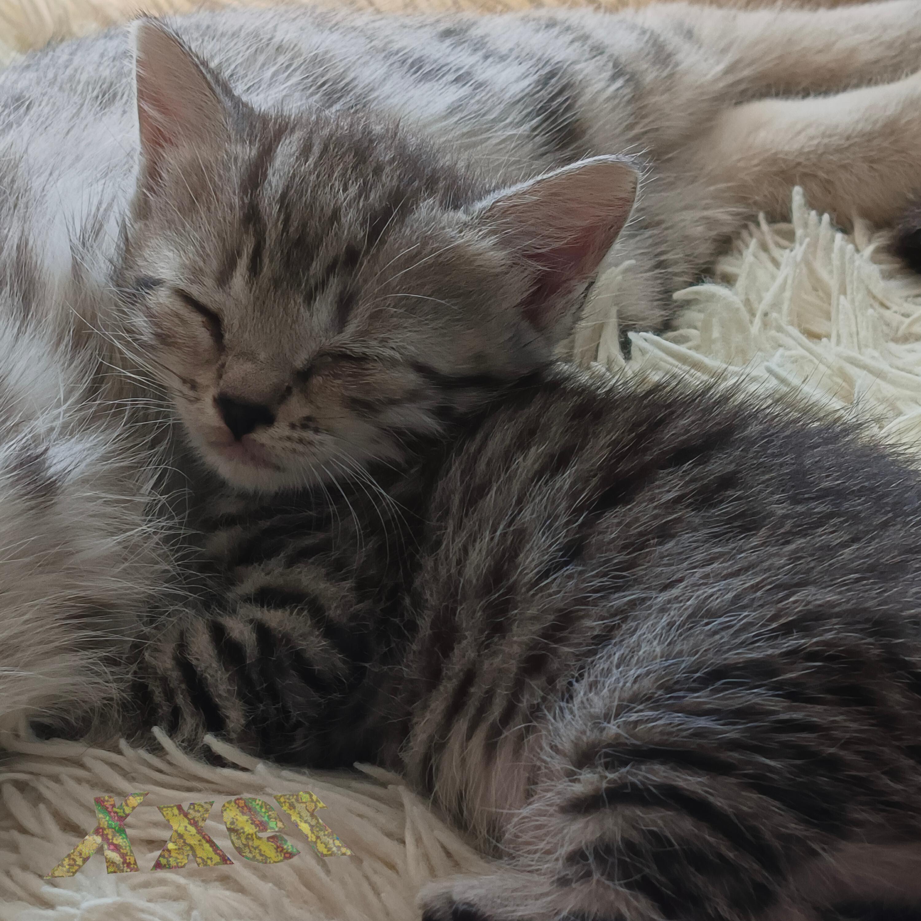 Релиз Kitty
