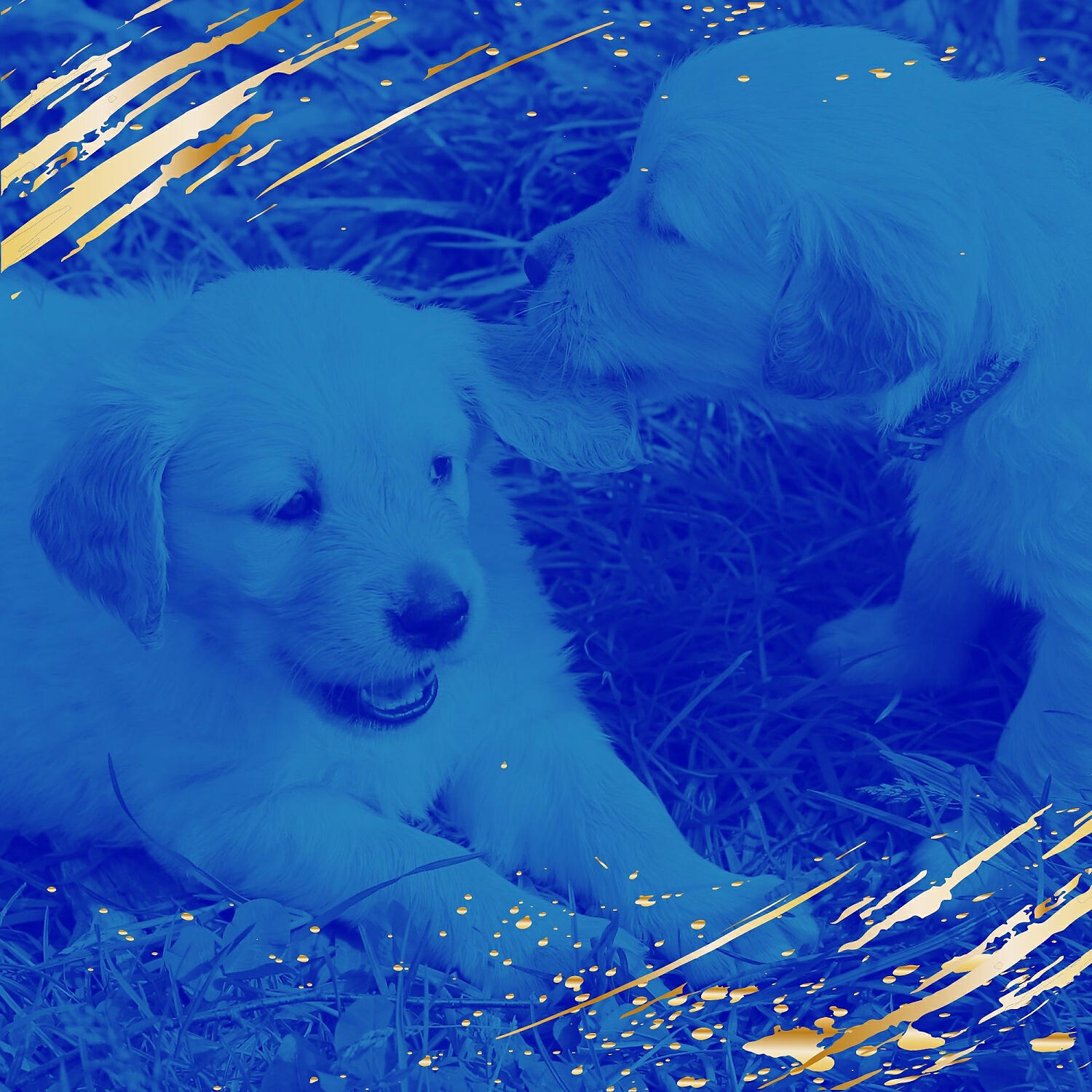 Релиз Music for Resting Pups