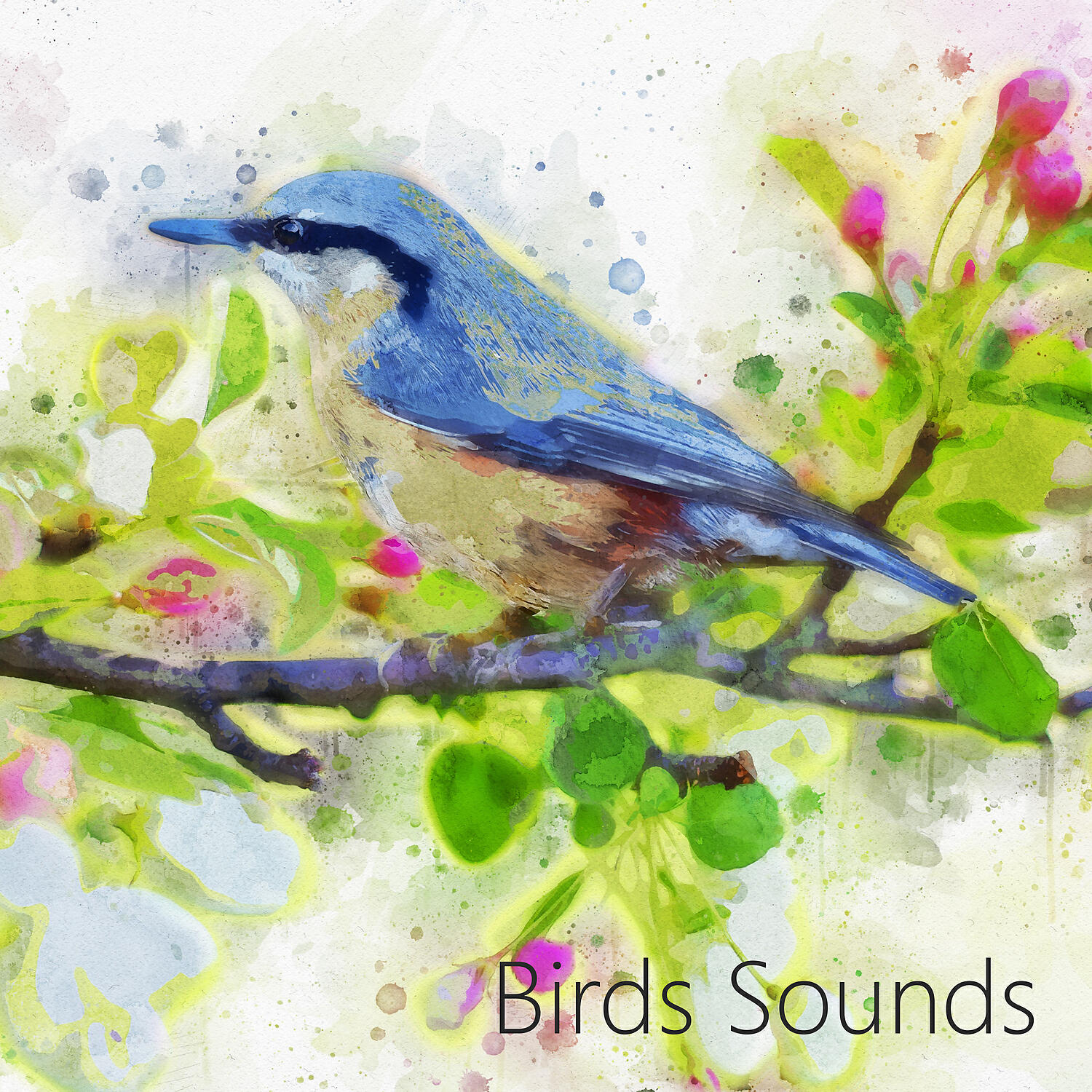 Релиз Birds Relaxation. Relaxing Music for Studying