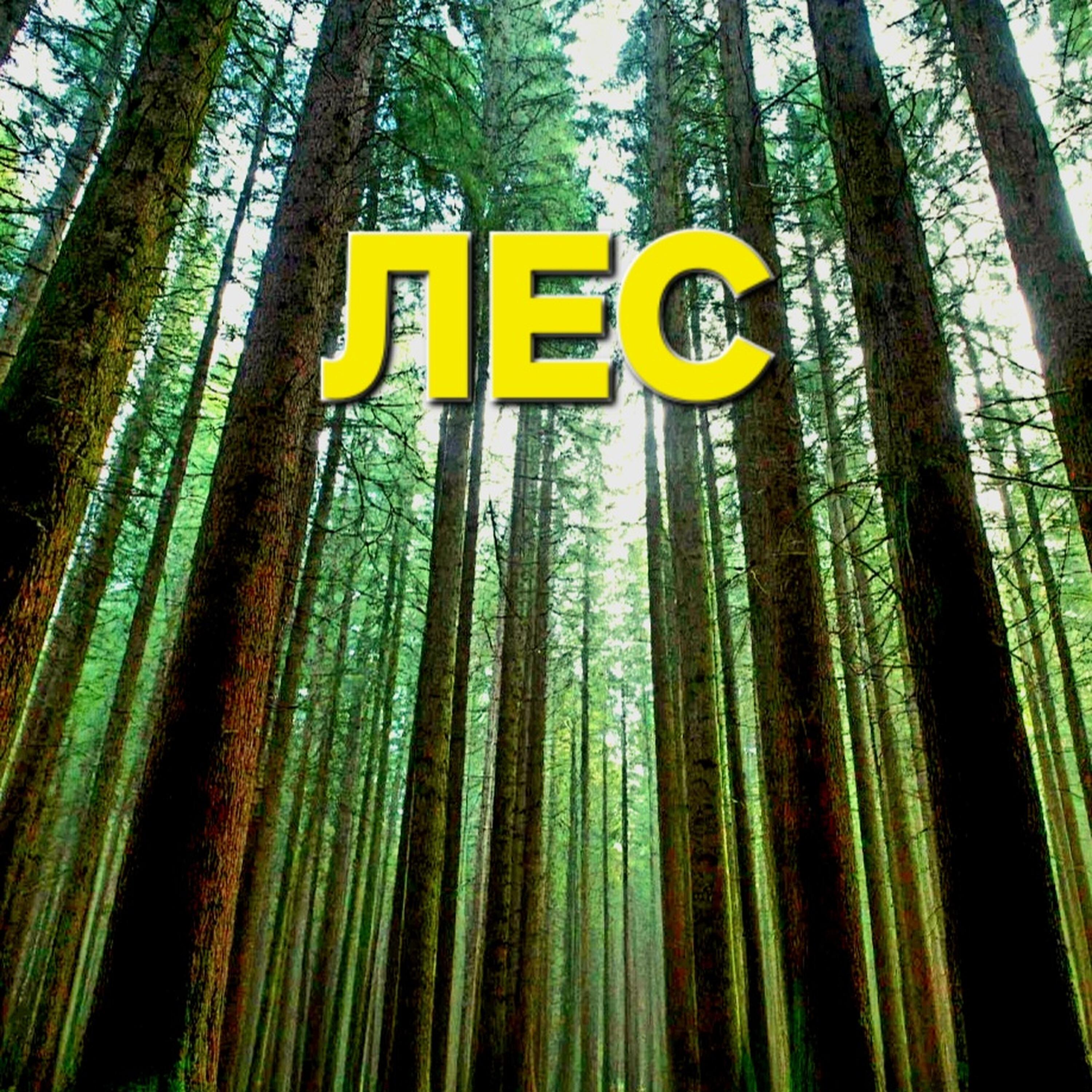Релиз Лес
