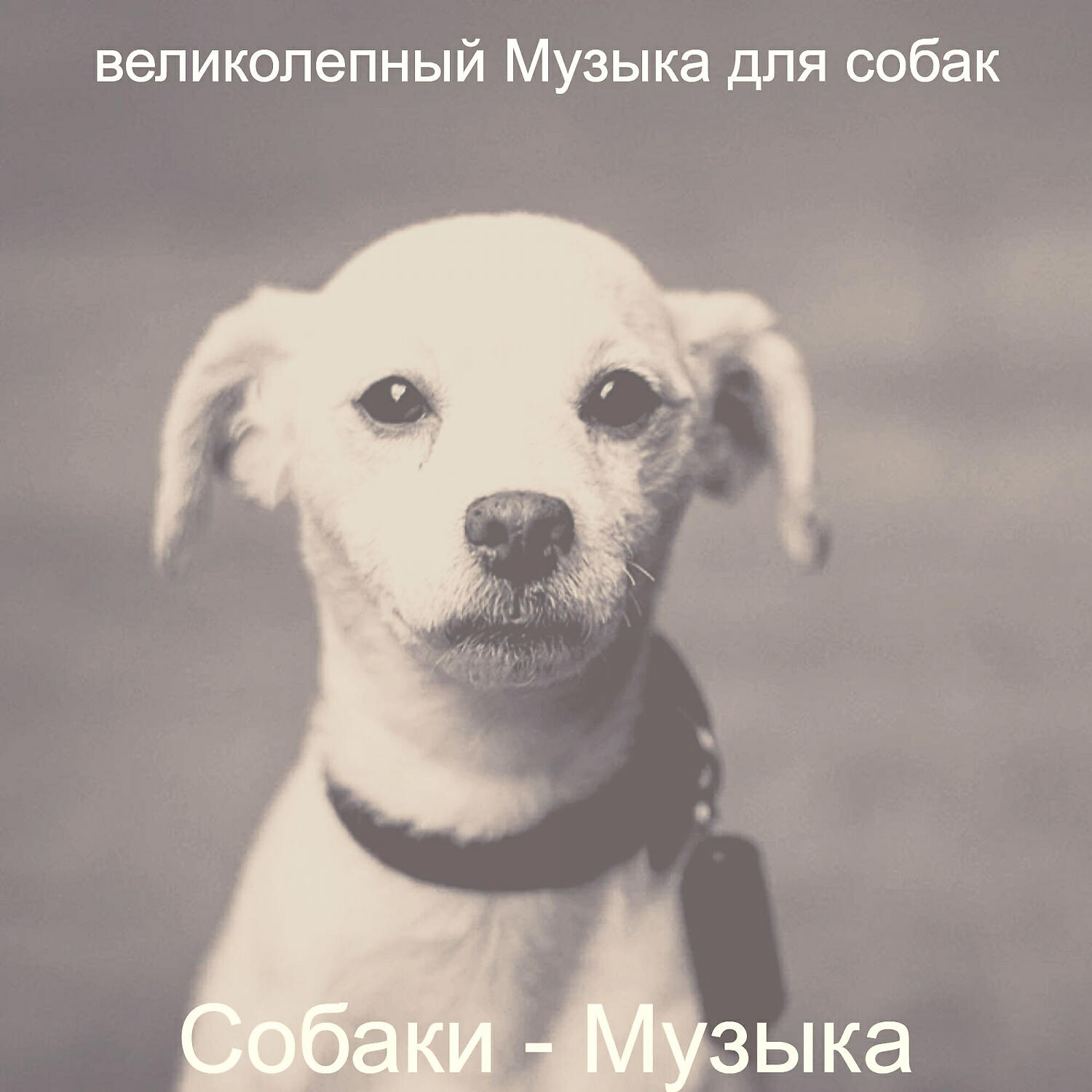 Релиз Собаки - Музыка