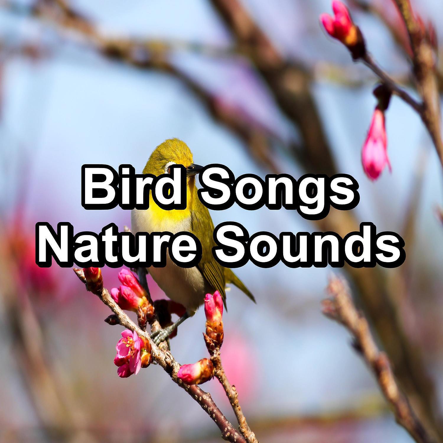 Релиз Bird Songs Nature Sounds
