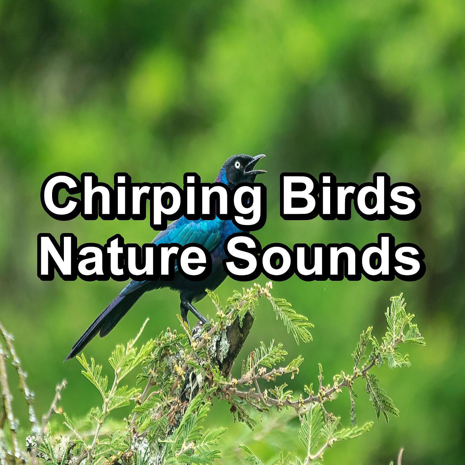 Релиз Chirping Birds Nature Sounds