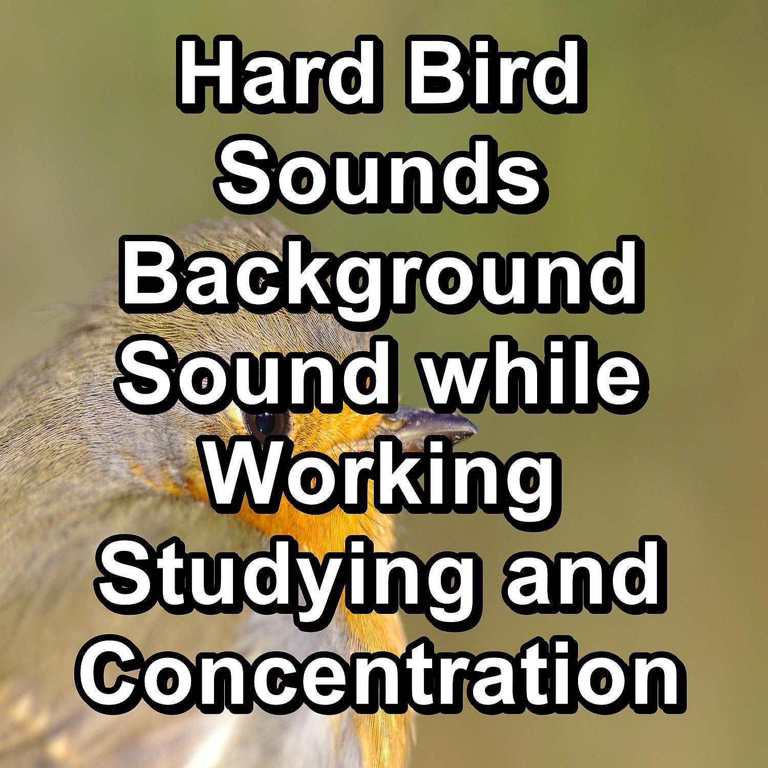 Релиз Hard Bird Sounds Background Sound while Working Studying and Concentration