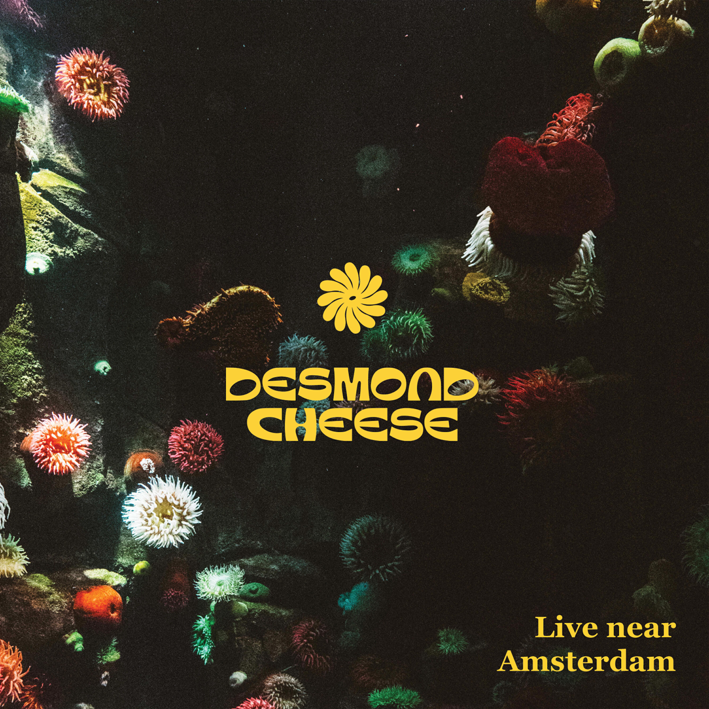 Релиз Live Near Amsterdam