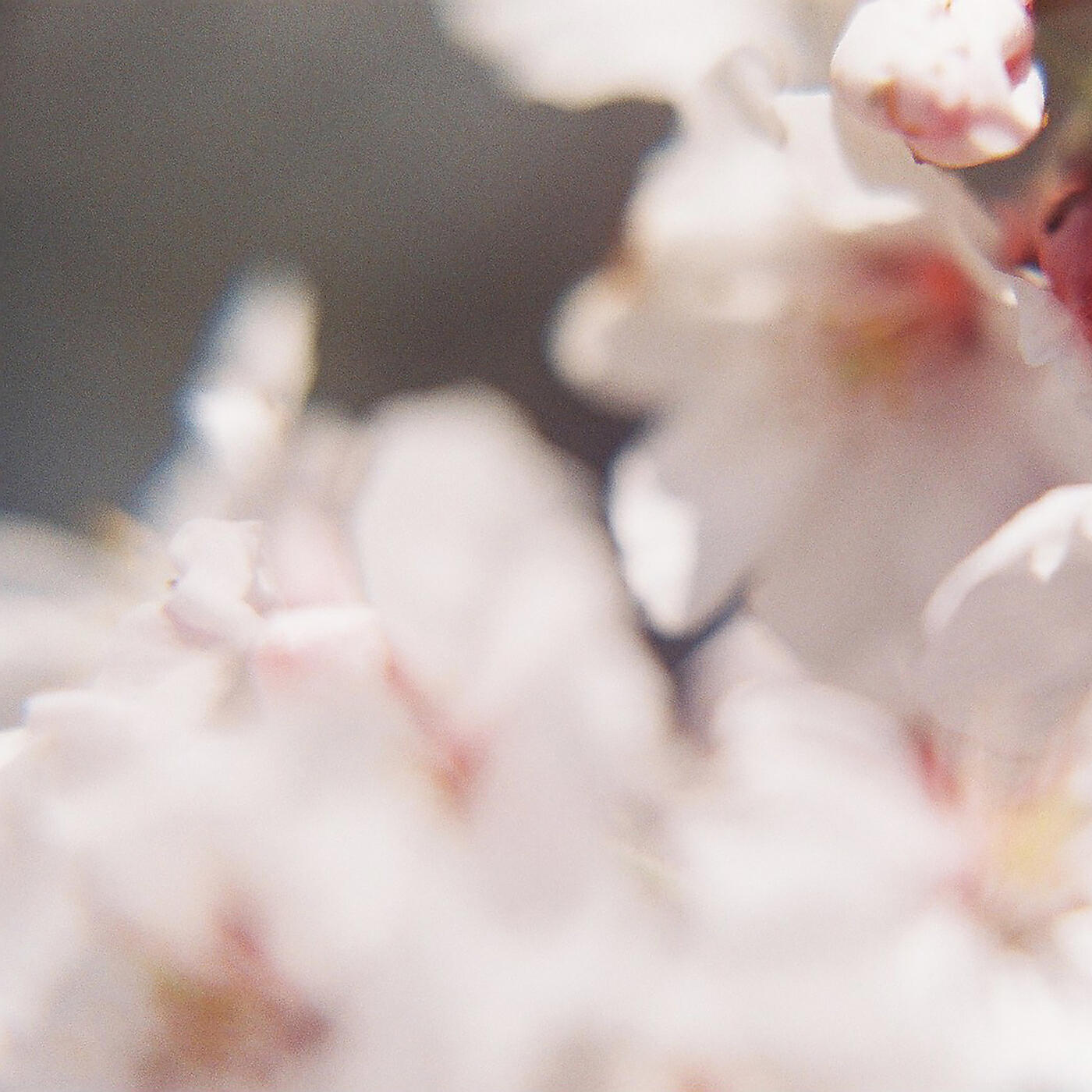 Релиз Cerasus Itosakura