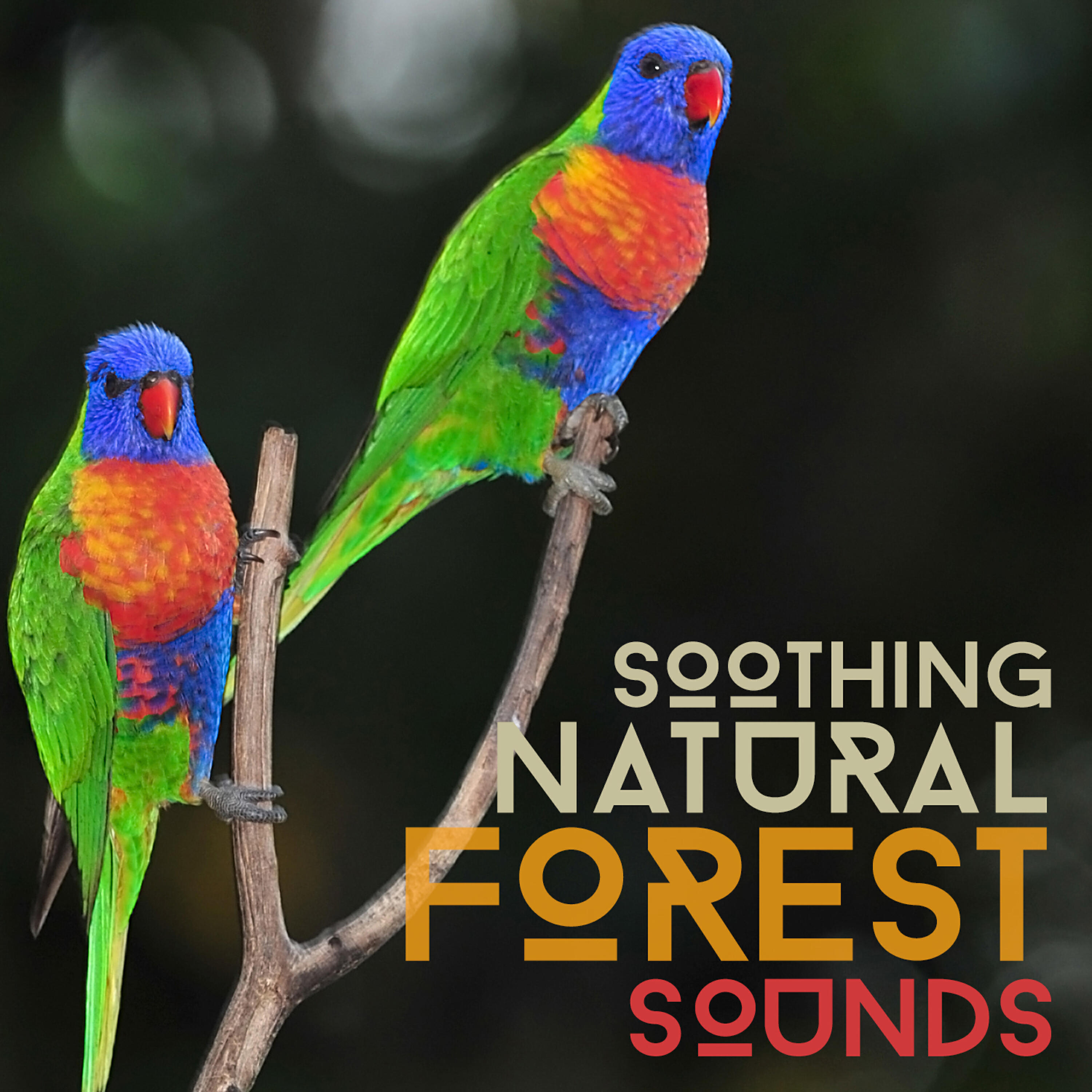 Релиз Soothing Natural Forest Sounds