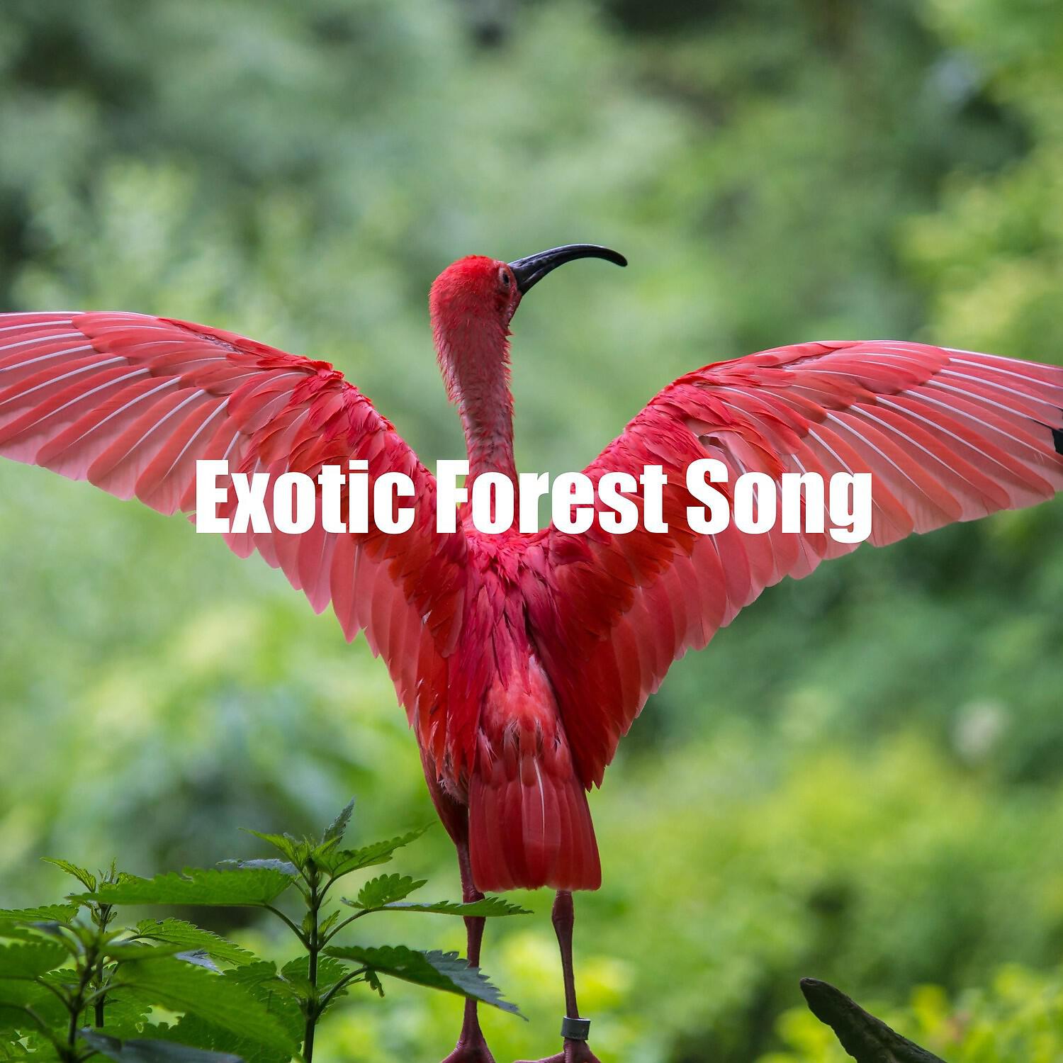 Релиз Exotic Forest Song
