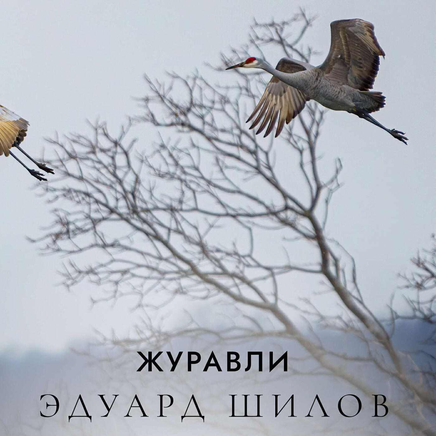 Релиз Журавли