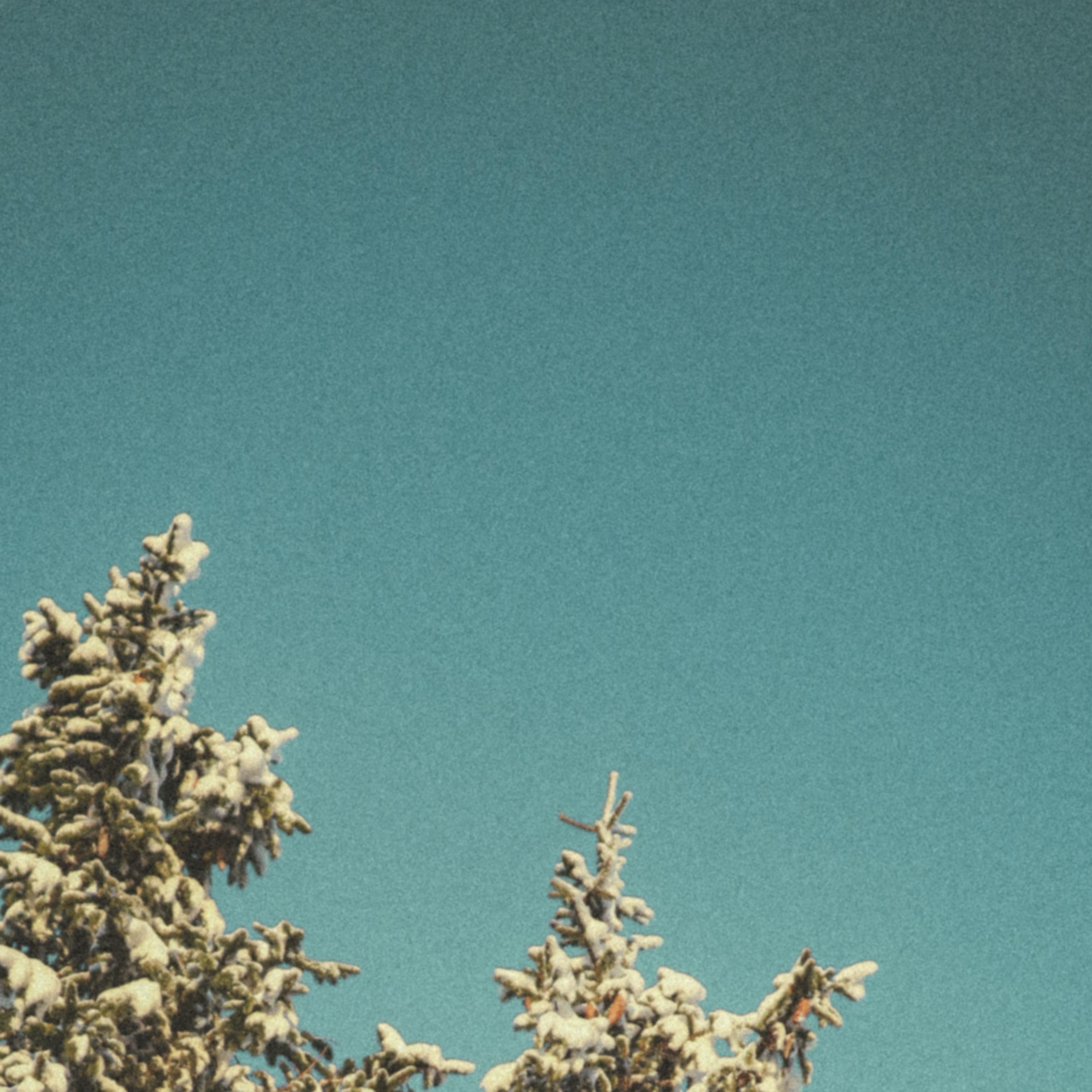 Релиз slowly blooming