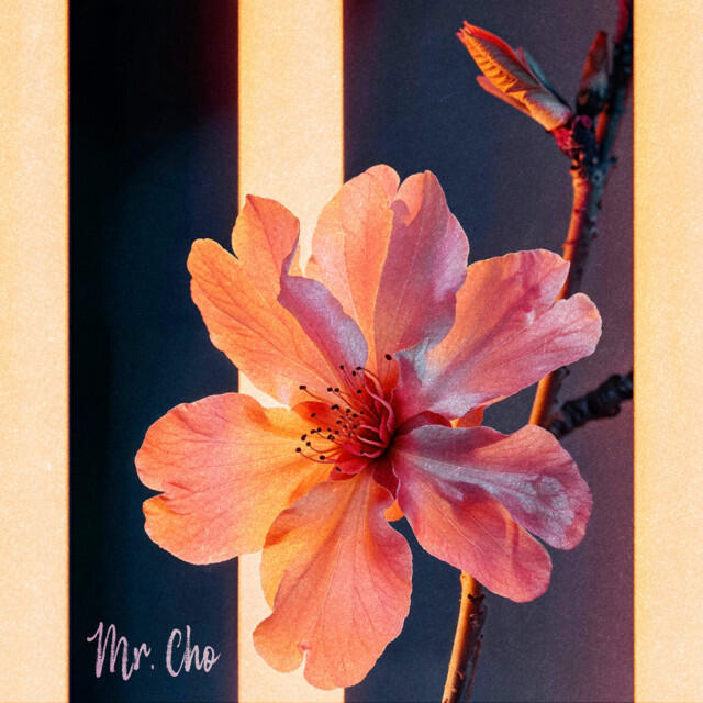 Релиз Mr. Cho