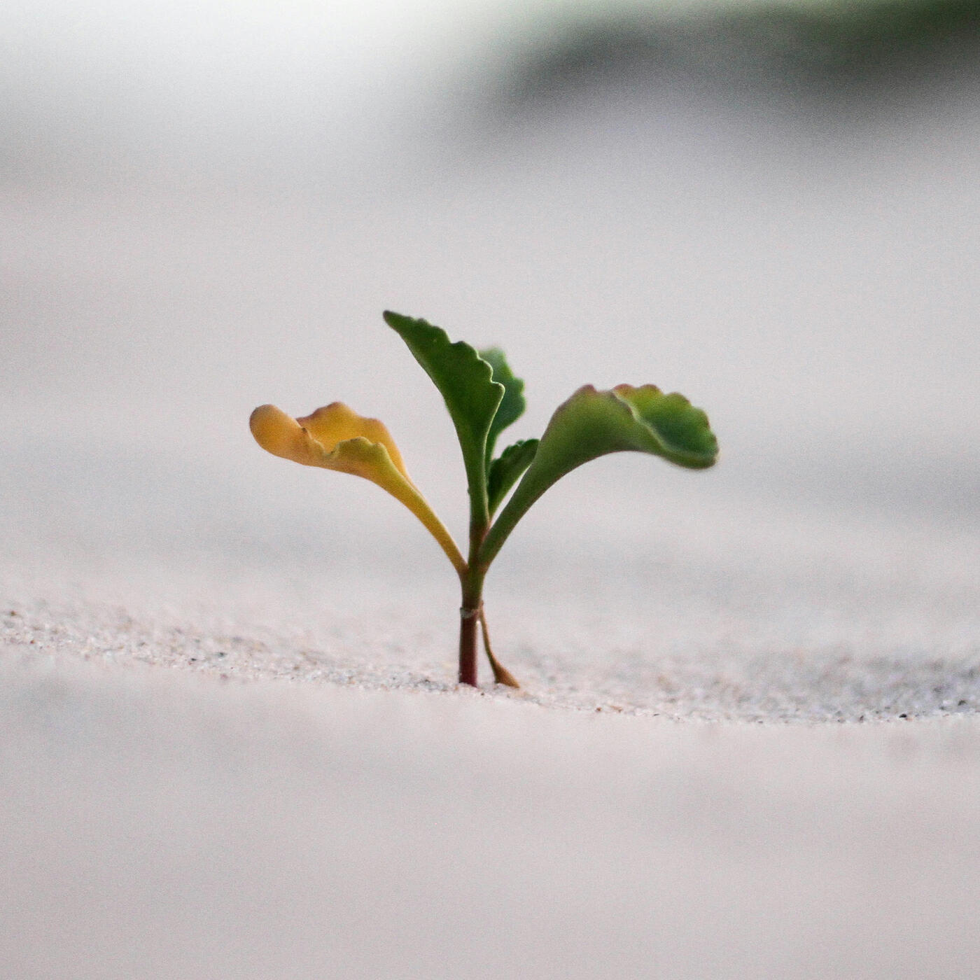 Релиз Growth