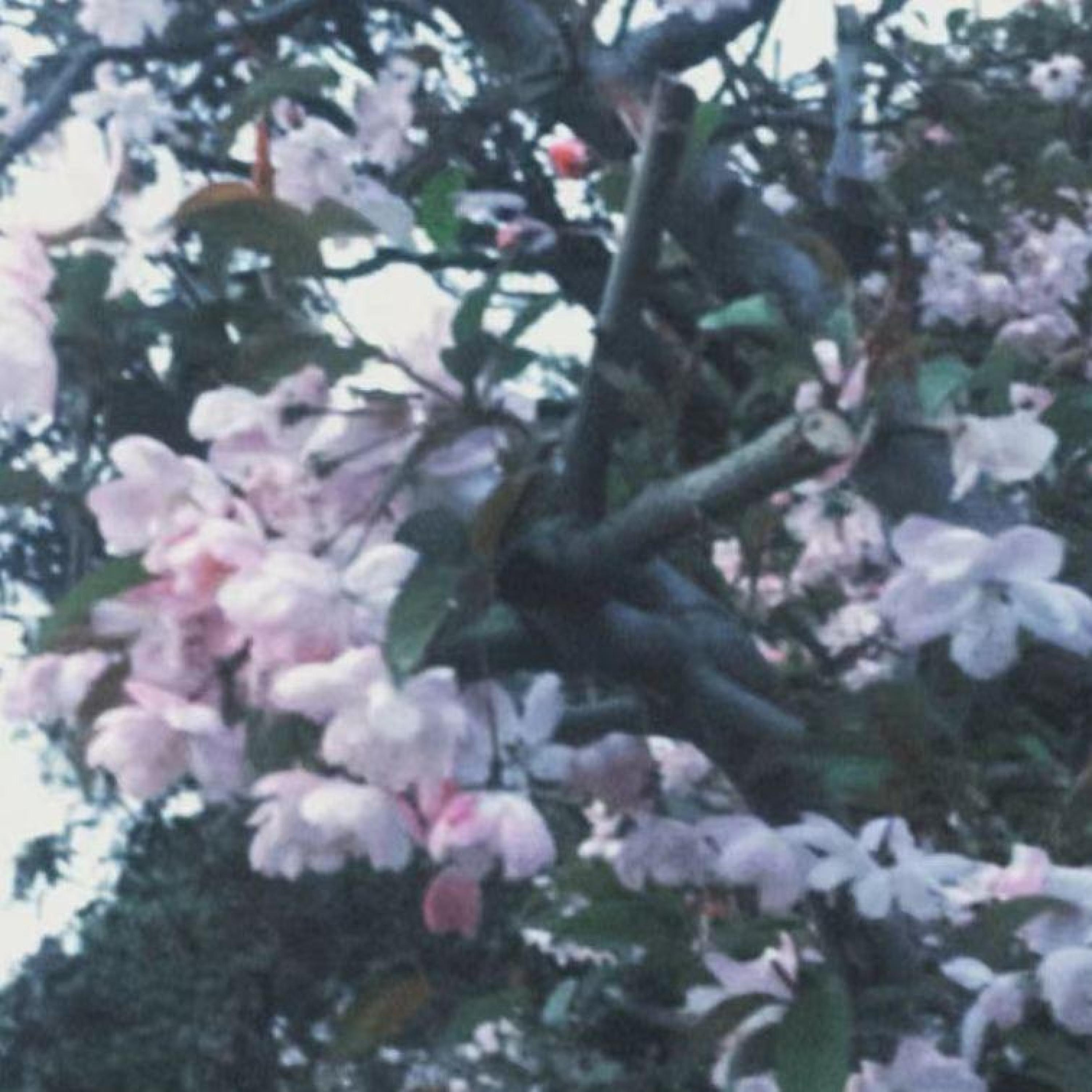 Релиз 四月樱为爱